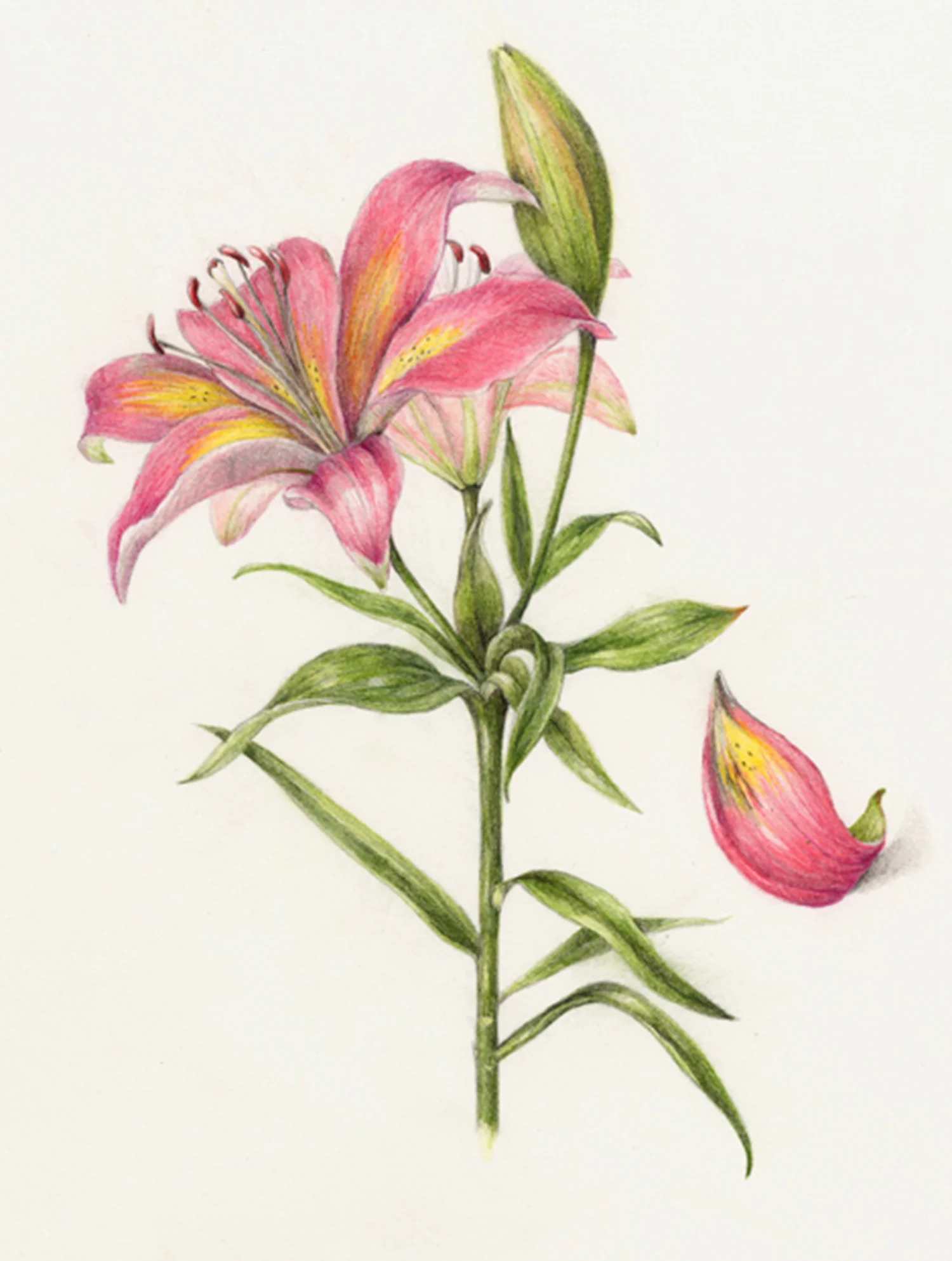 Lily - Lilium