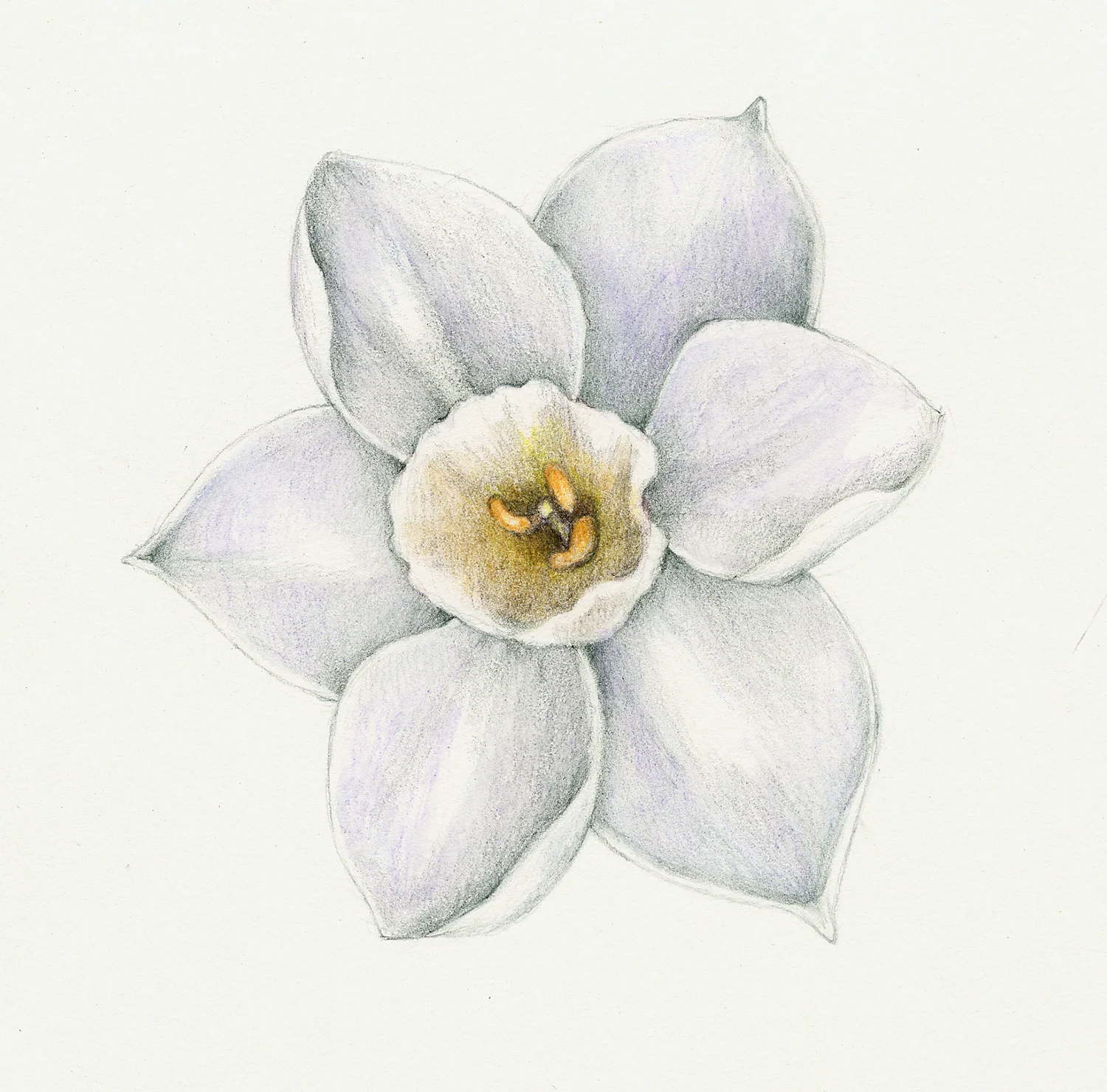 Daffodil - Narcissus