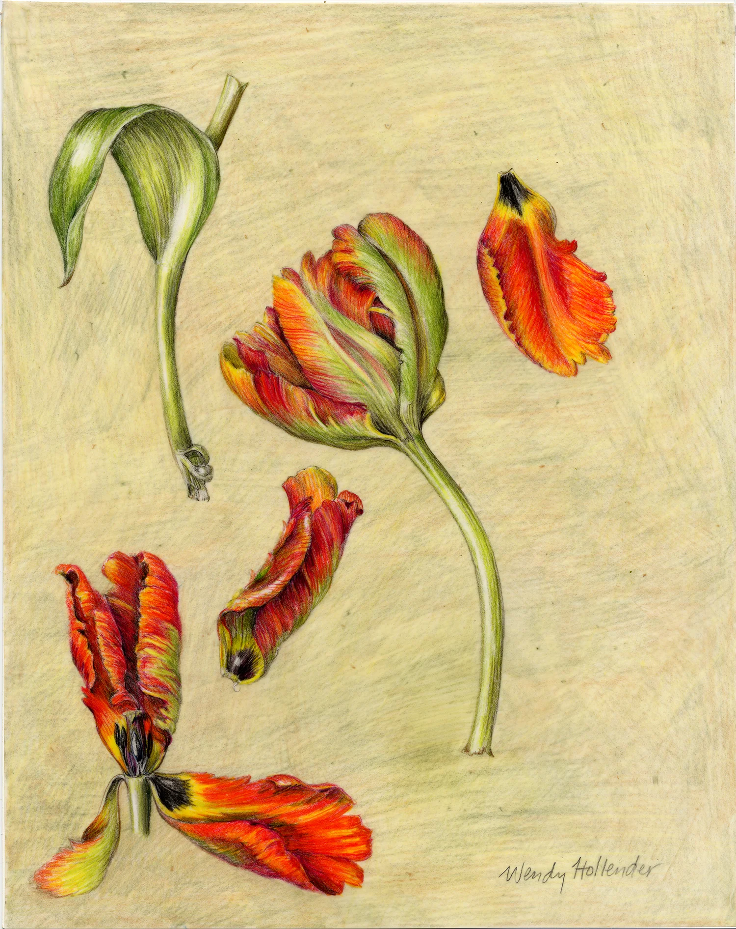 Parrot Tulip - Tulipa