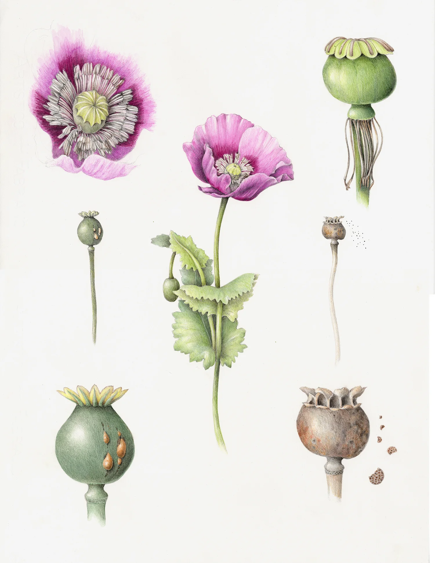 Poppy - Papaver somniferum