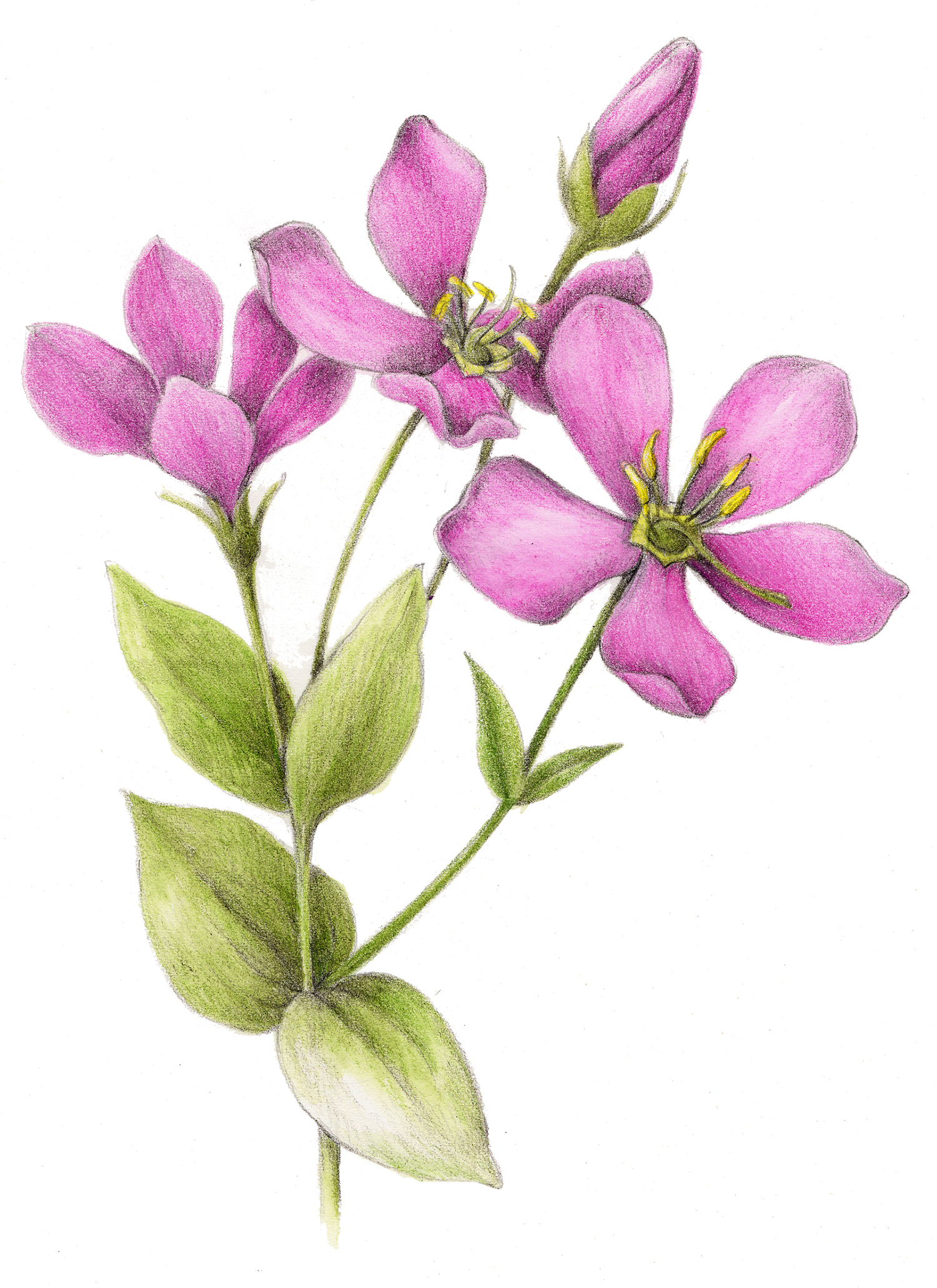 Rose Pink - Sabatia angluaris