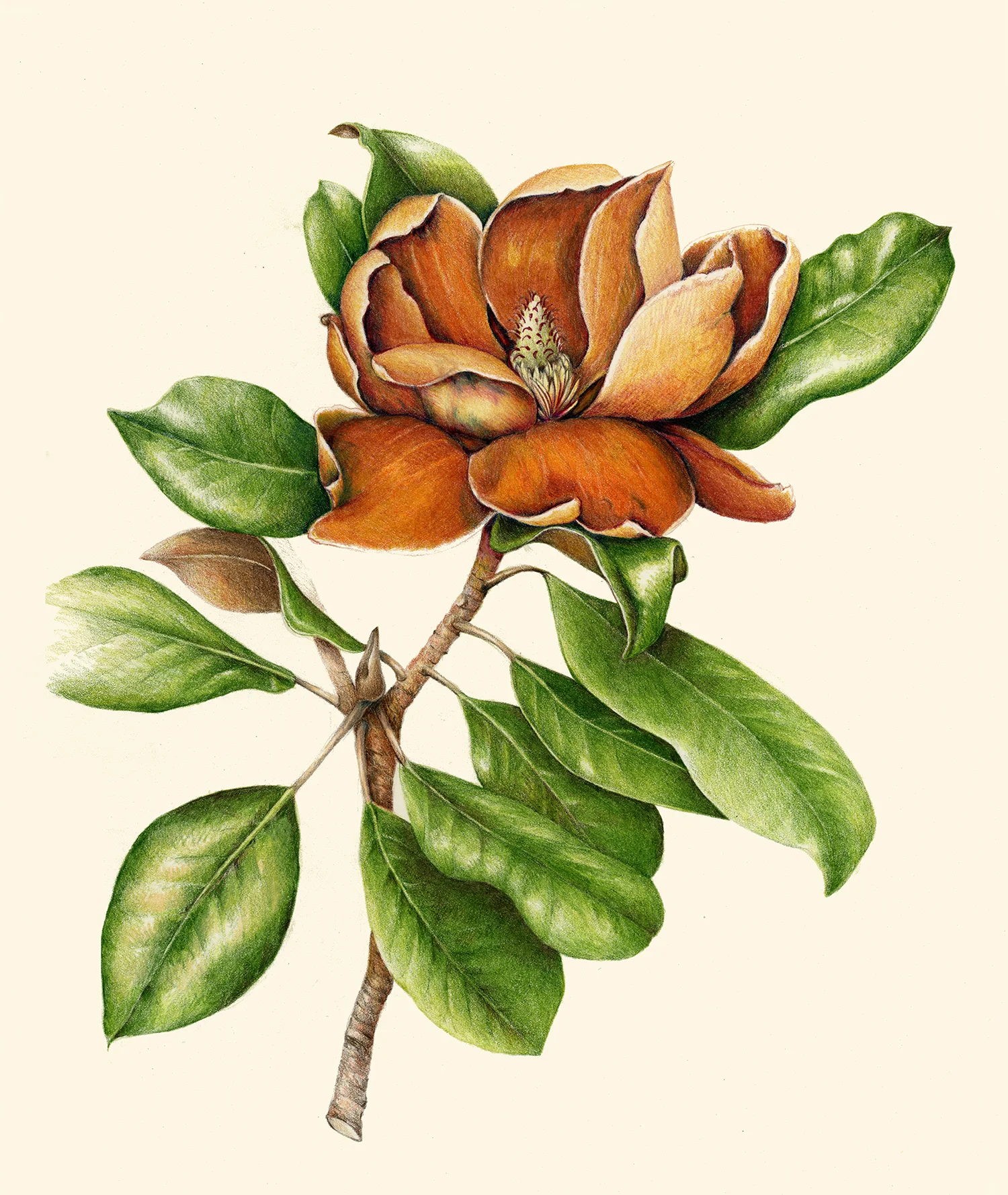 Southern Magnolia - Magnolia grandiflora