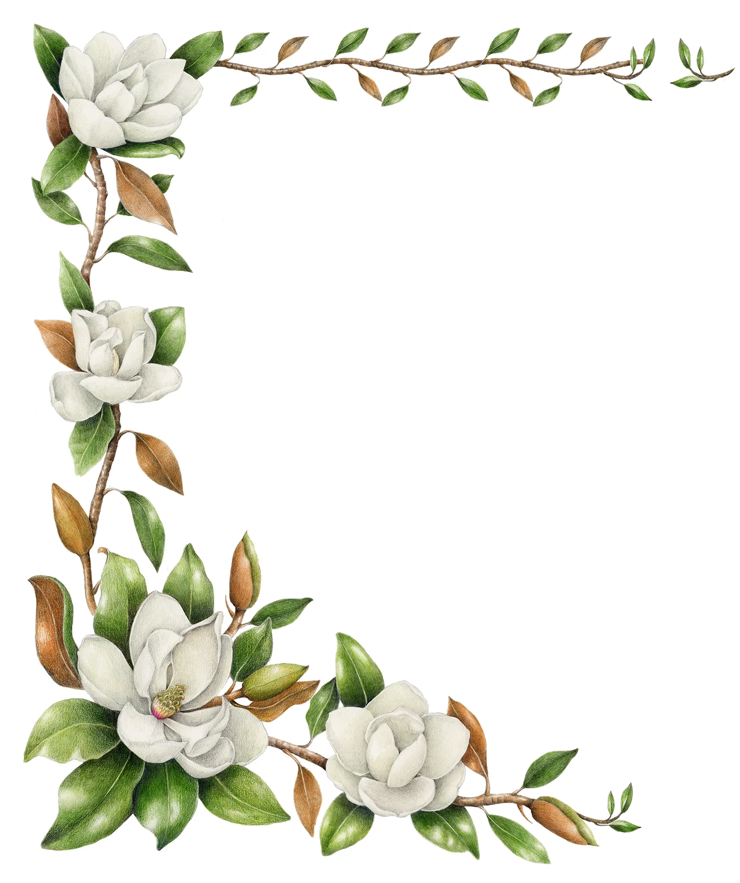 Southern Magnolia - Magnolia grandiflora