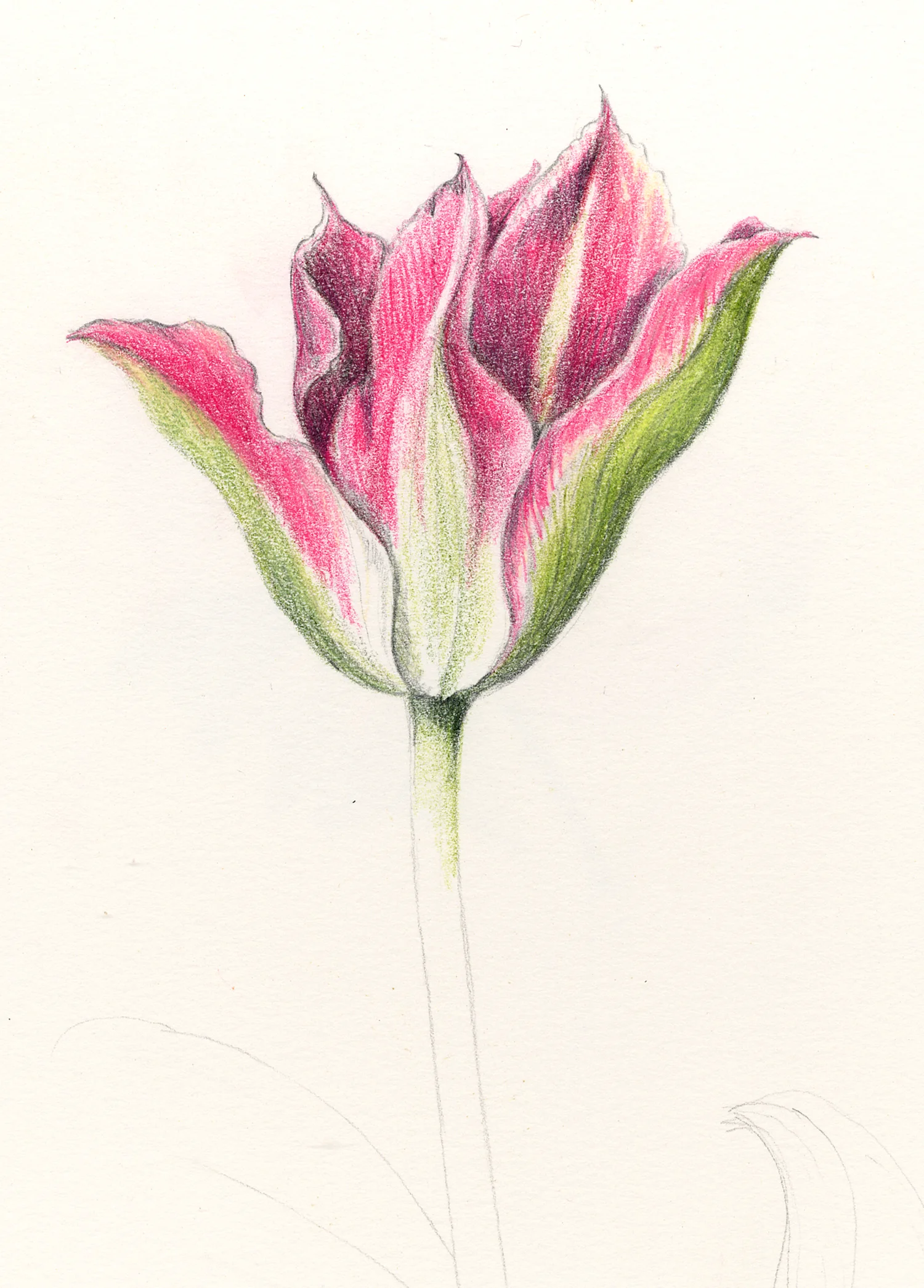 Tulip - Tulipa