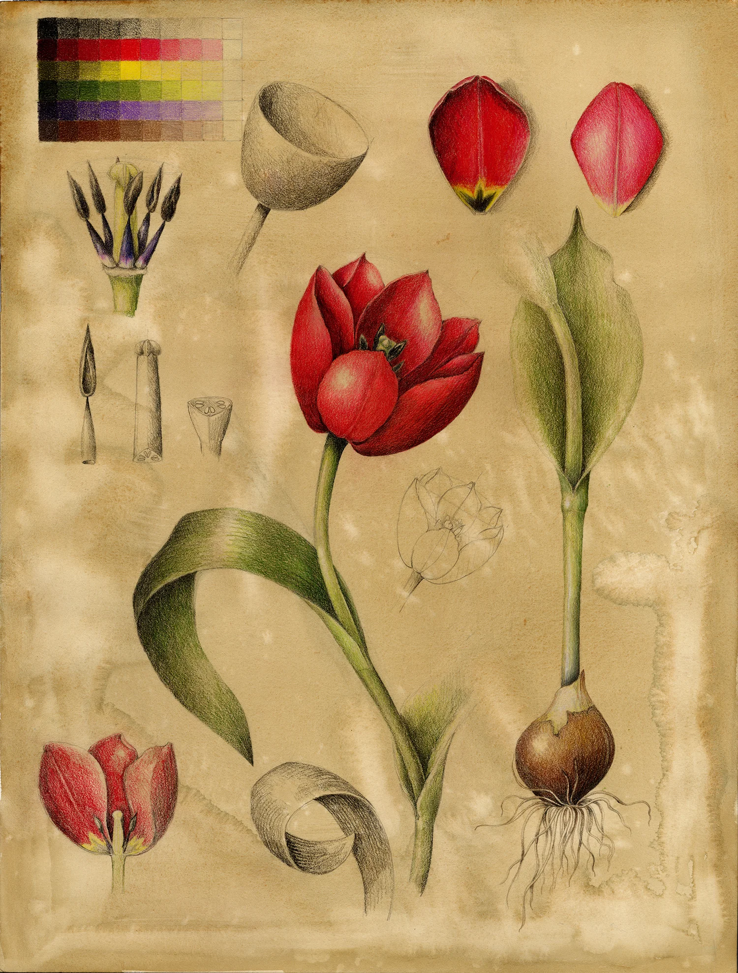 Tulip - Tulipa