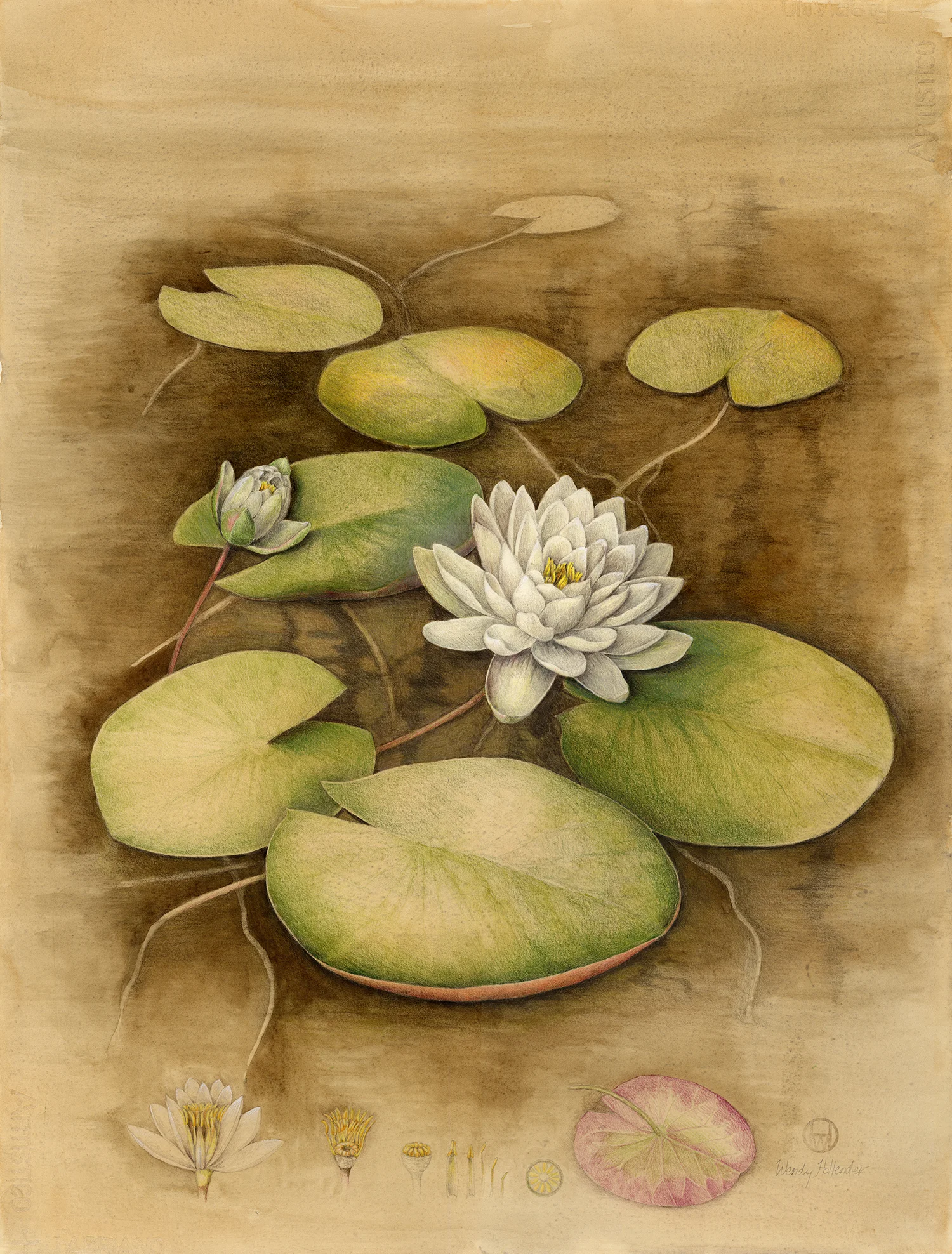 White Water Lily - Nymphaea alba
