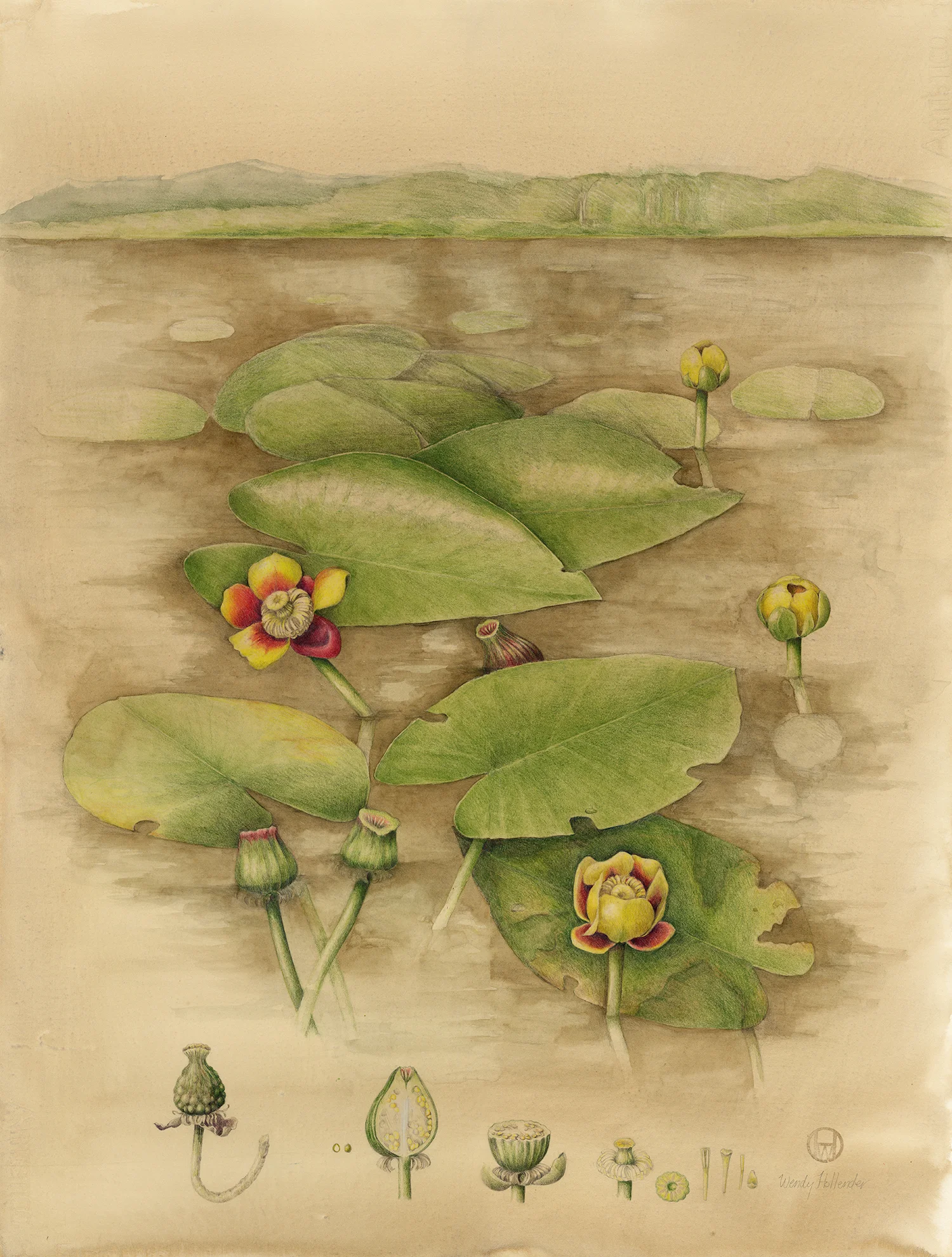 Yellow Water Lily - Nuphar lutea