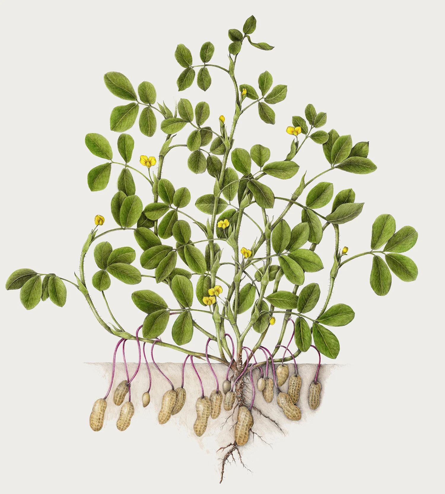 Peanut - Arachis hypogaea