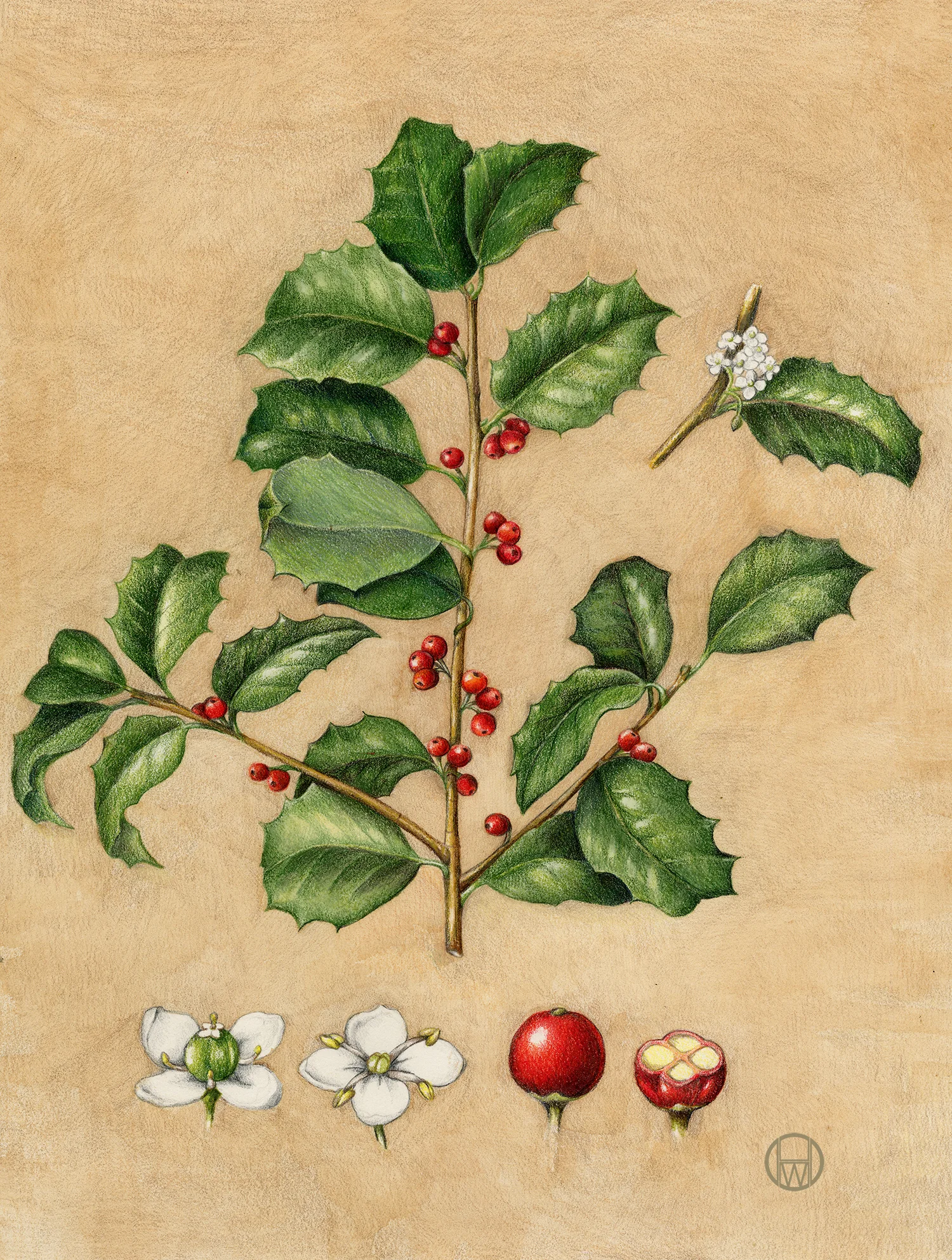 American Holly - Ilex opaca