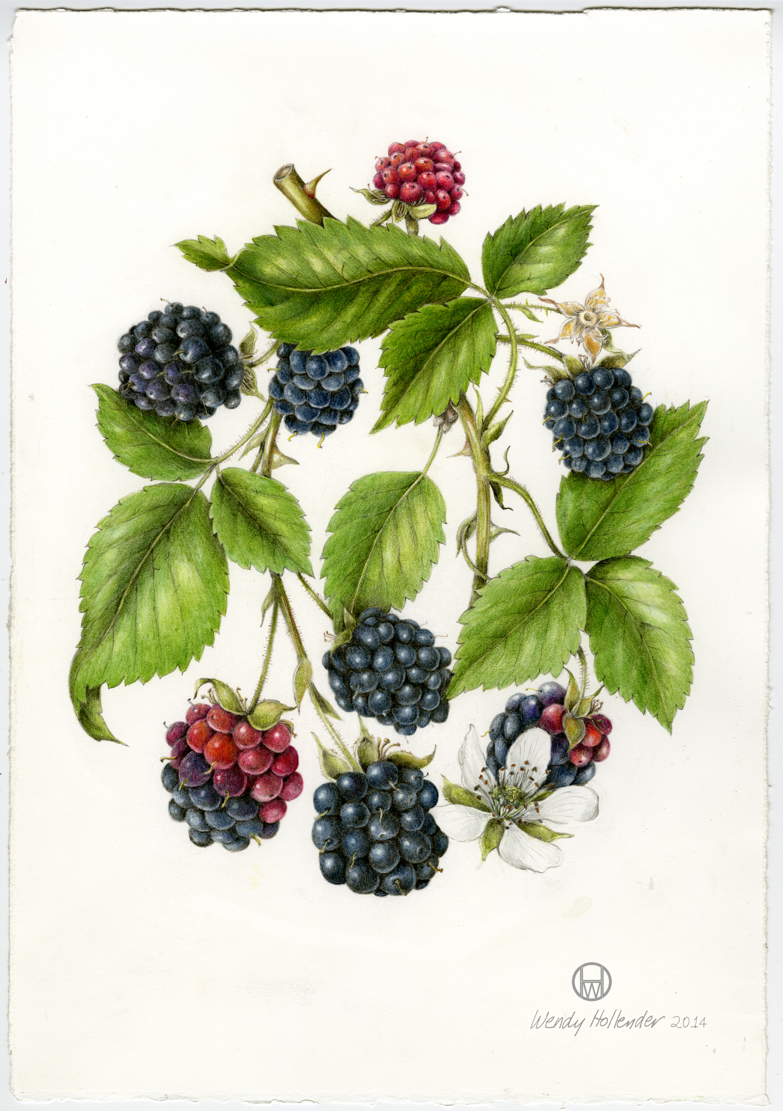 Bramble & Vine: Orignal Illustration of Black Raspberry