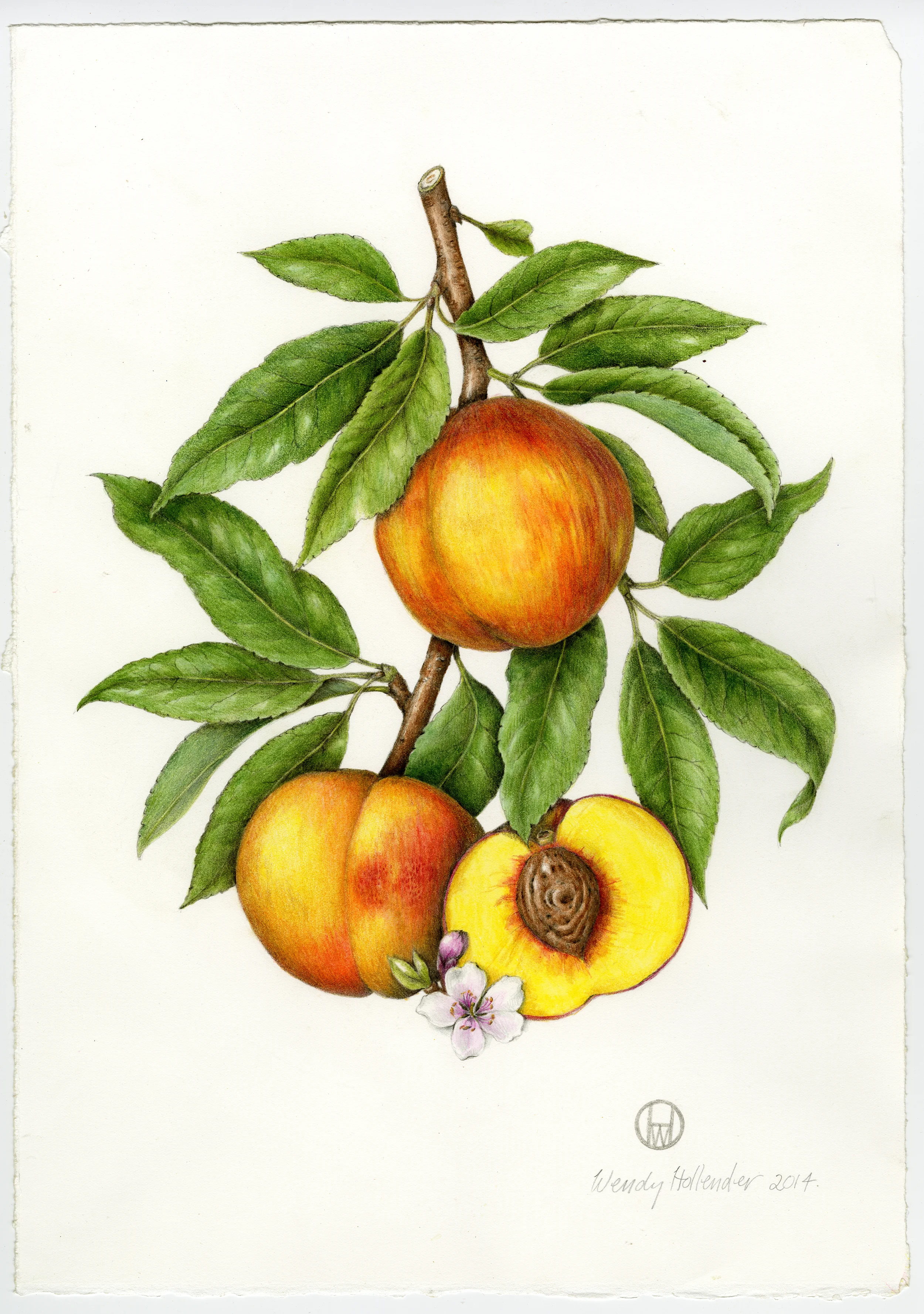 Bramble & Vine: Original Illustration of Peach
