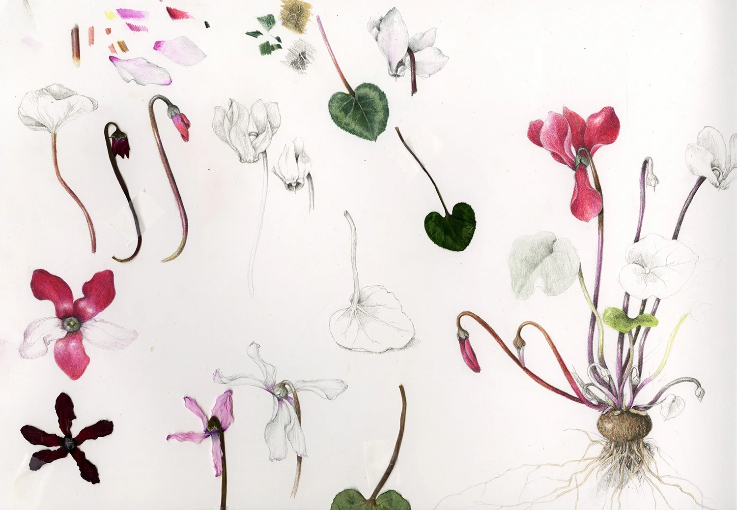 cyclamen238.jpg