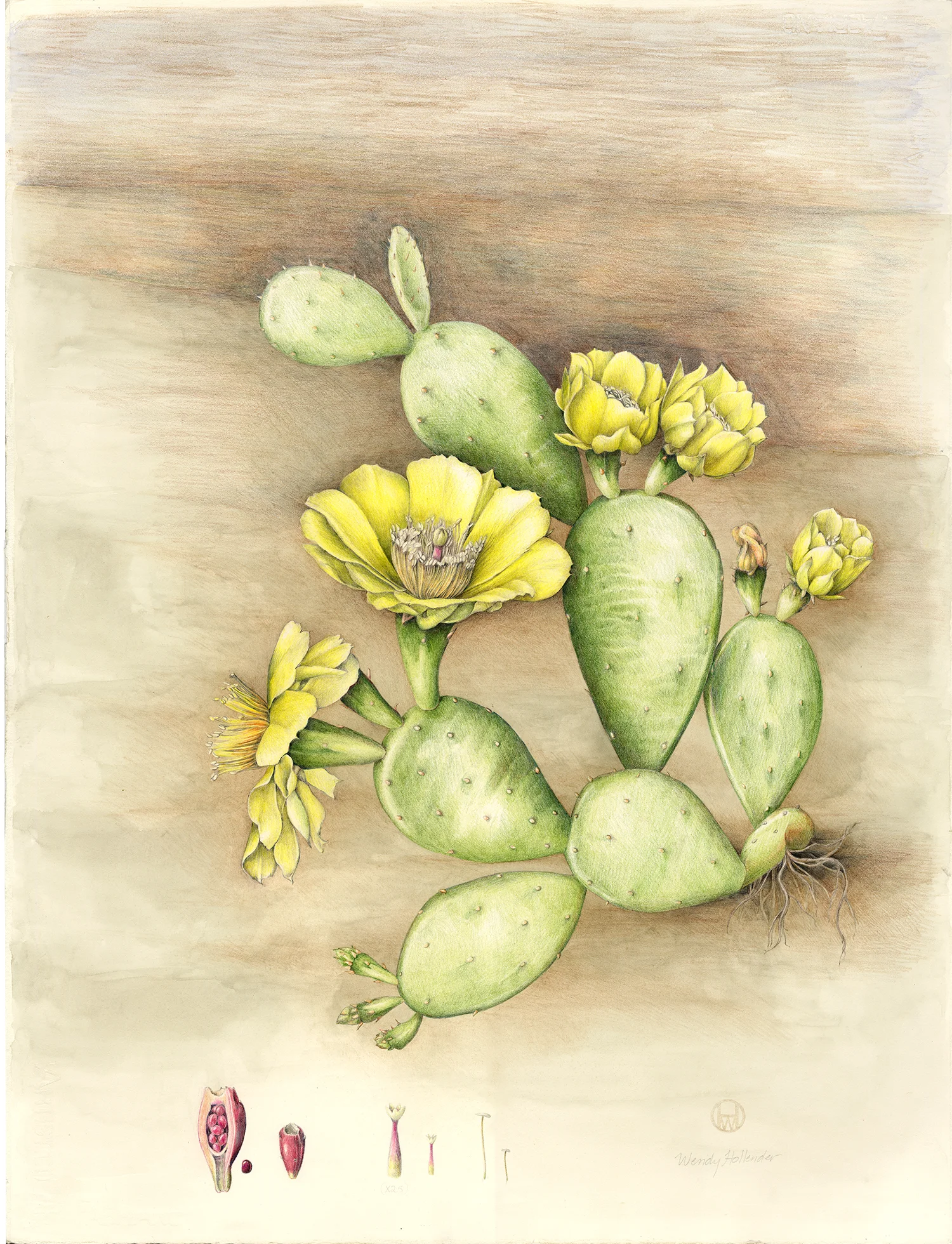 Prickly Pear Cactus - Opunitia