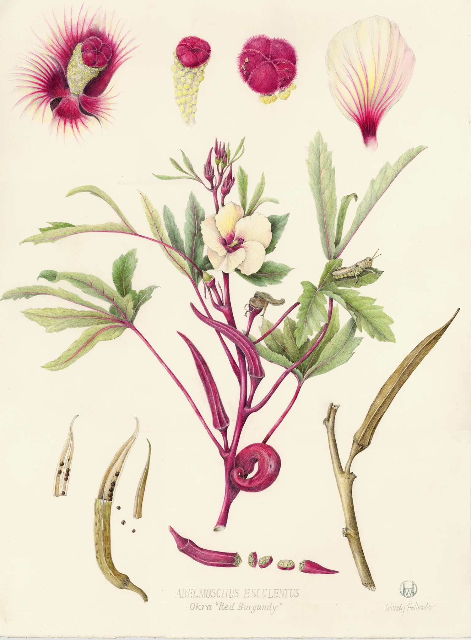 Okra - Abelmoschus esculentus