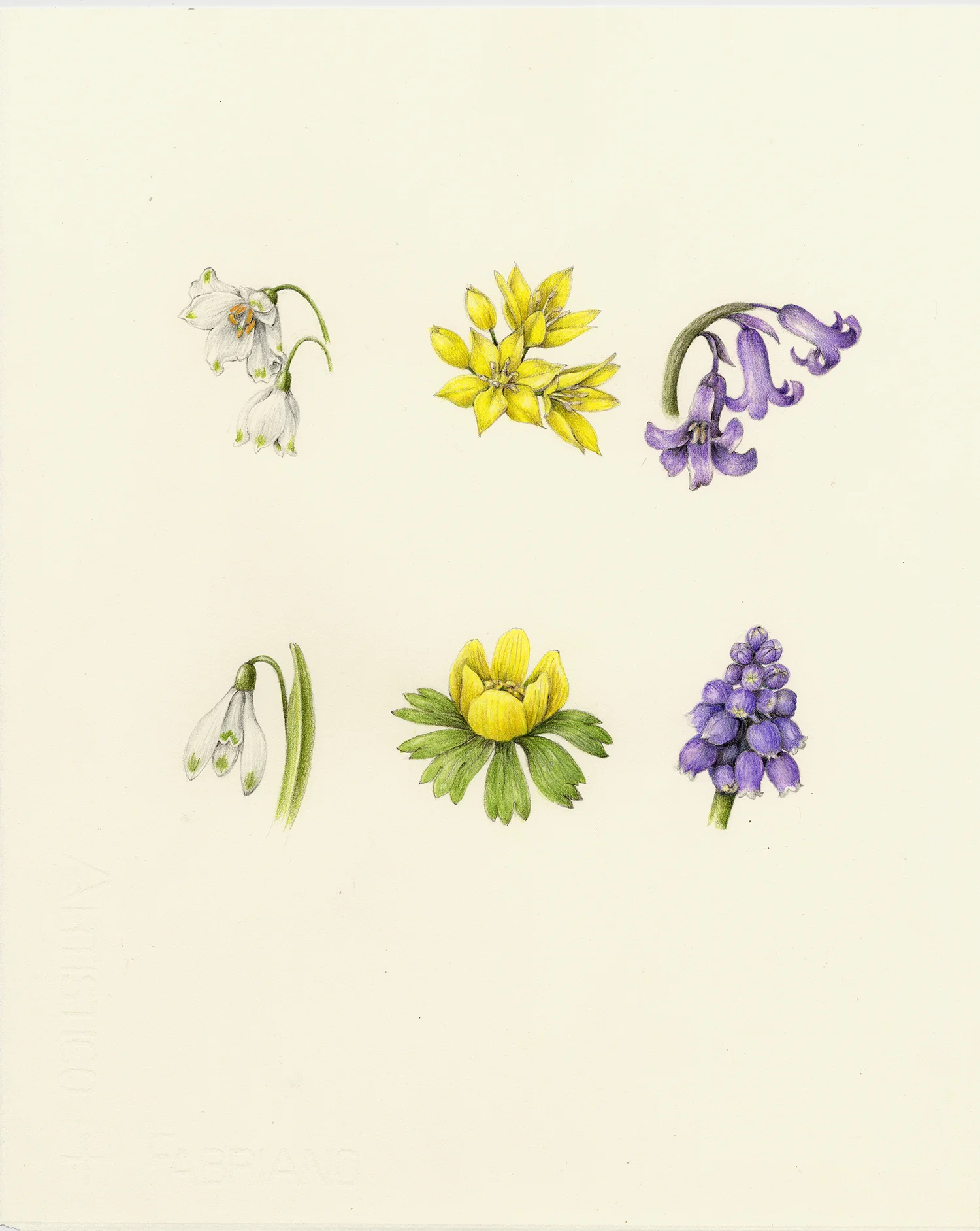 Spring Bulbs