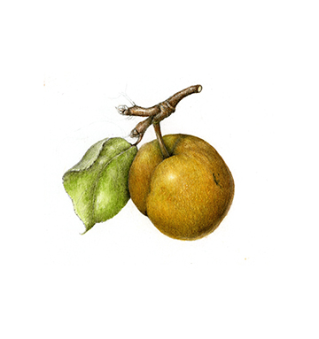 Asian Pear - Pyrus