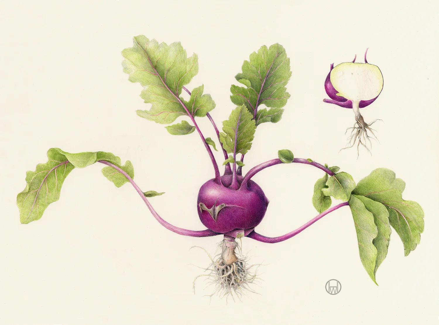 Kohlrabi-Brassica+oleracea.jpg