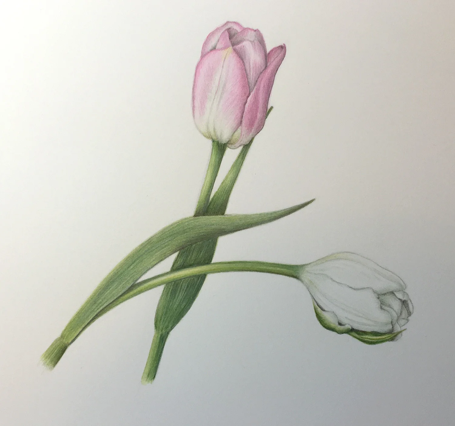 Liz Wilberg