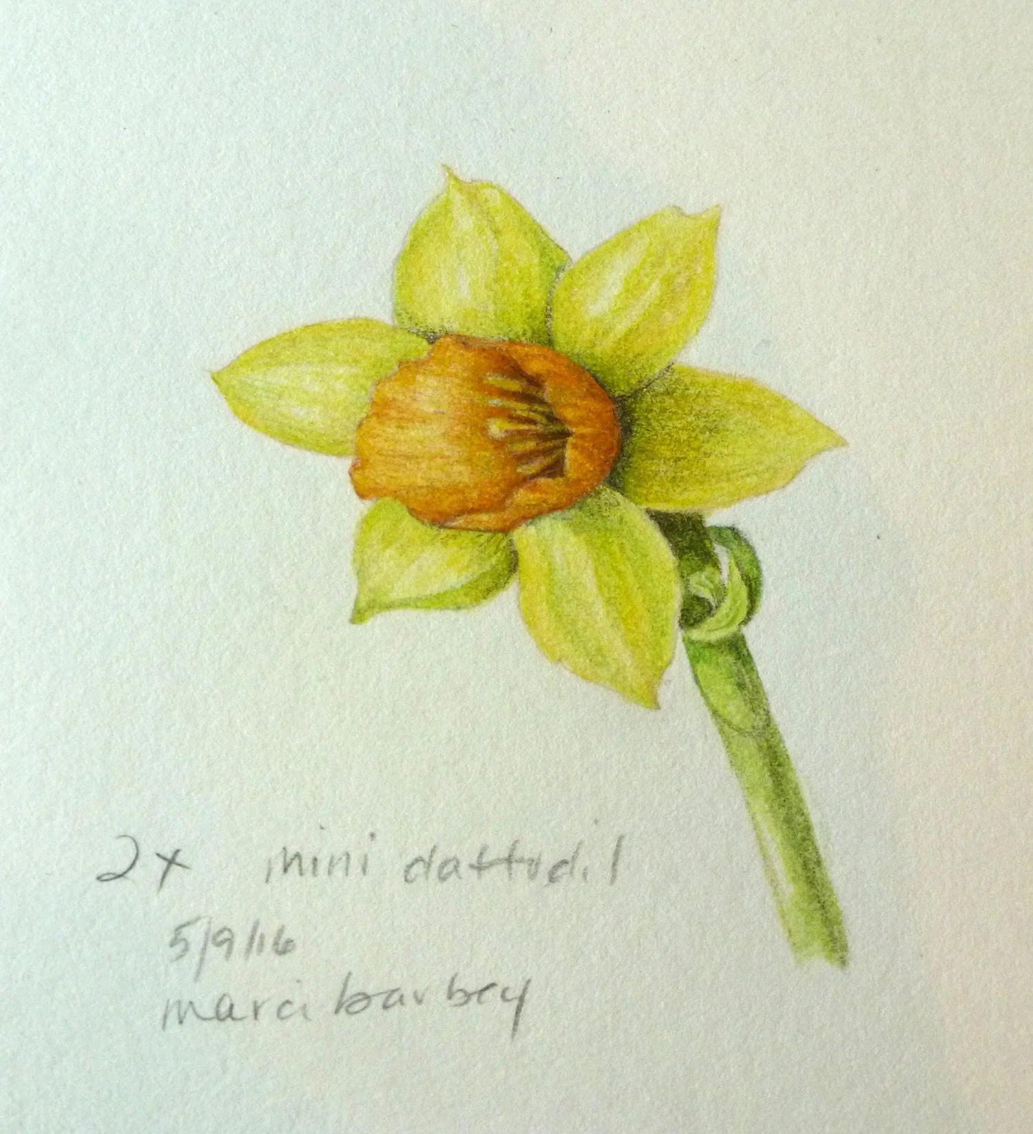 Marci Barbey