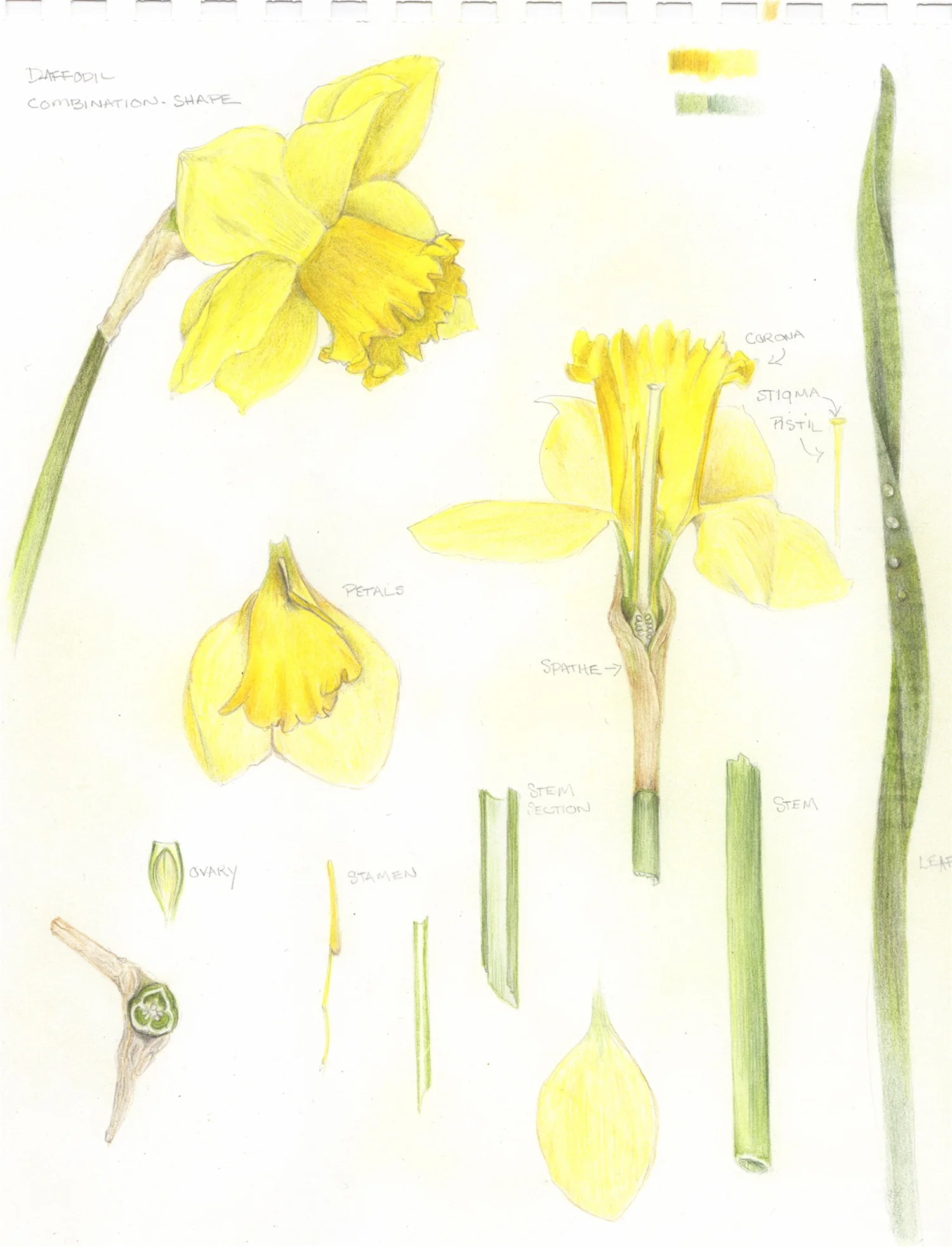 Vimala Steadman