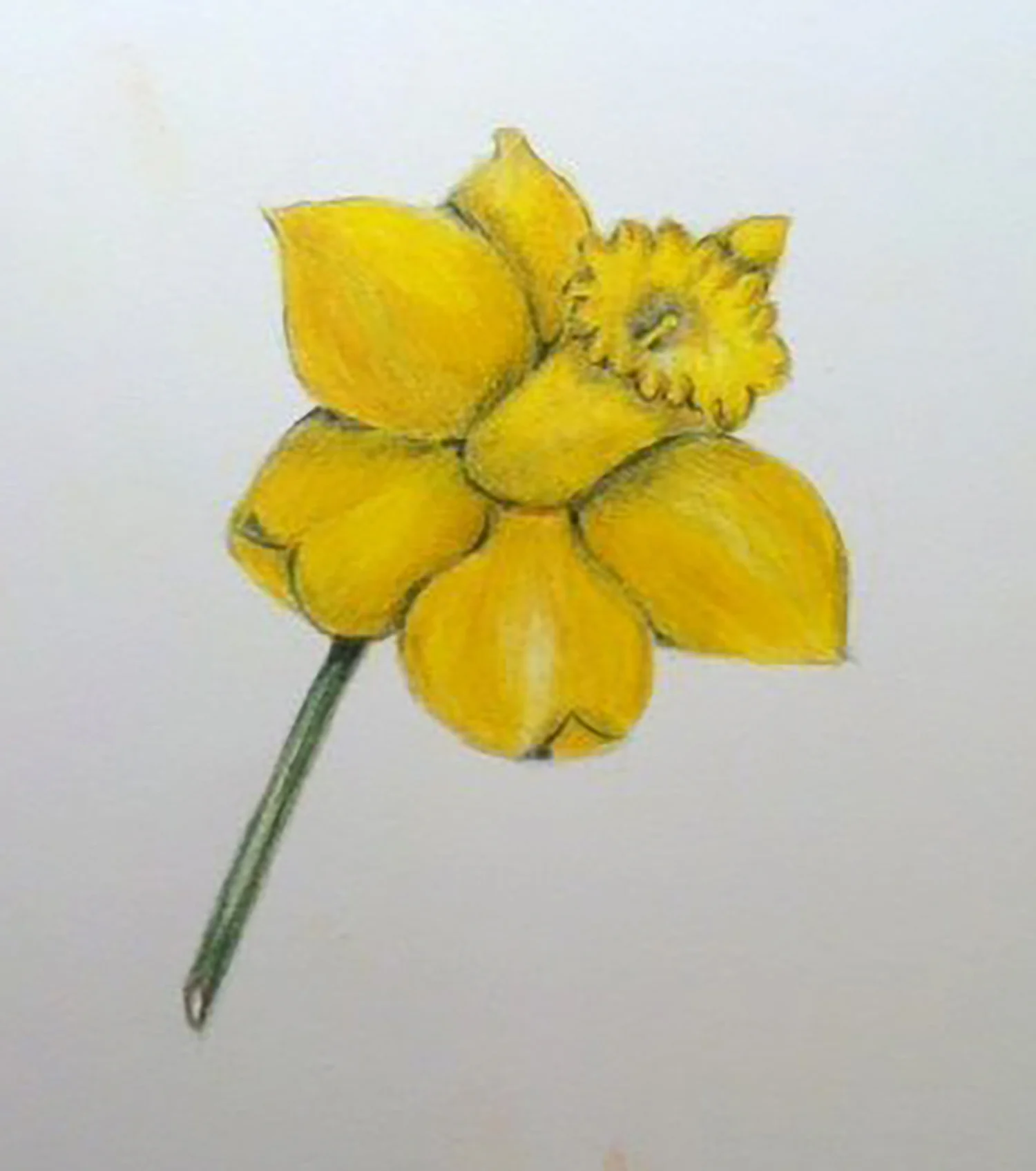 Carol Kafin