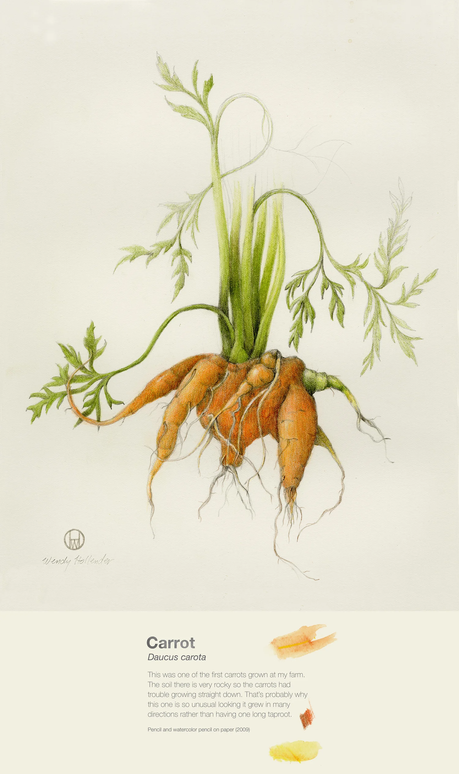 Carrot - Daucus carota