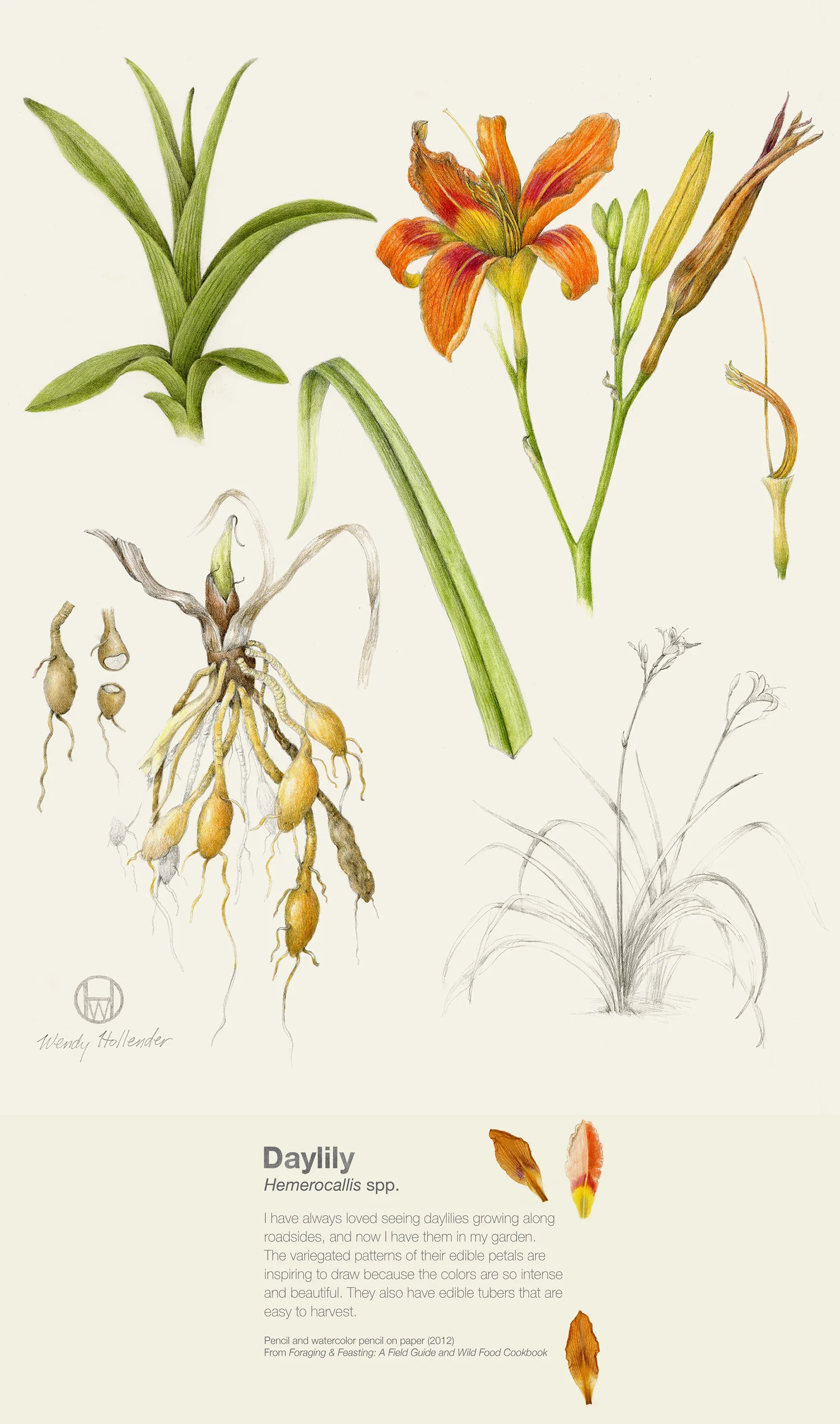 Daylily - Hemerocallis spp.