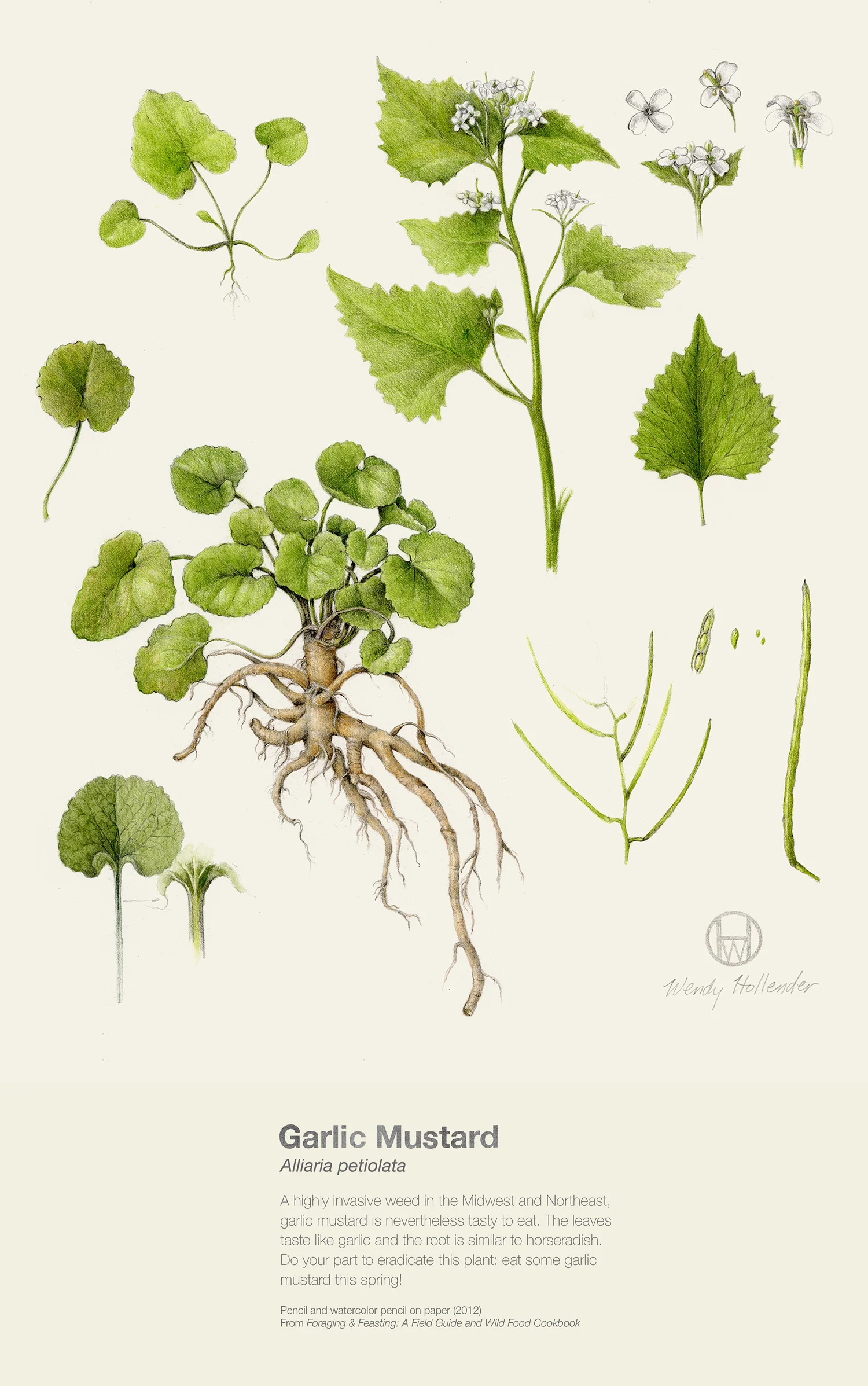 Garlic Mustard - Alliaria petiolata