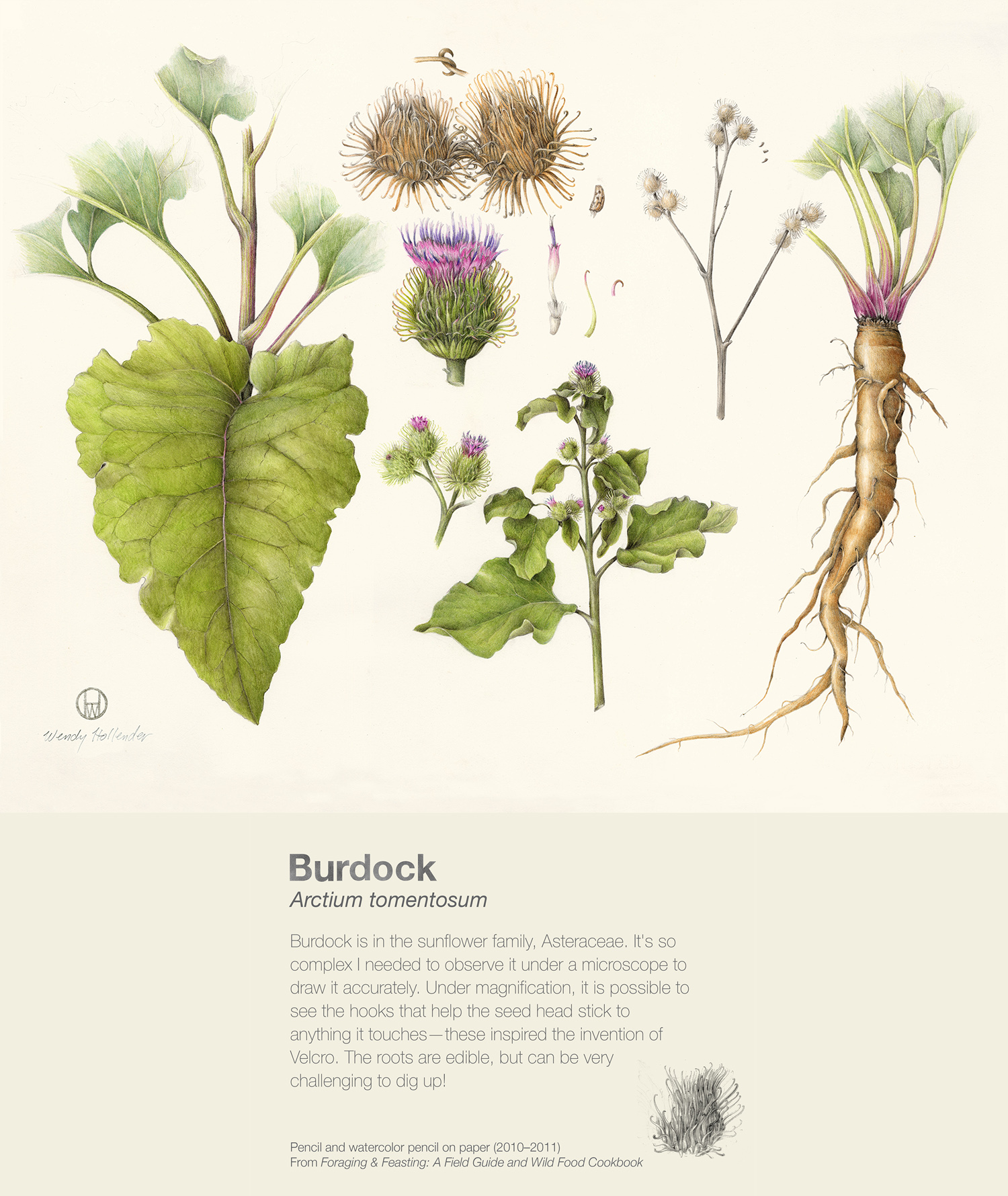 Burdock - Arctium tomentosum
