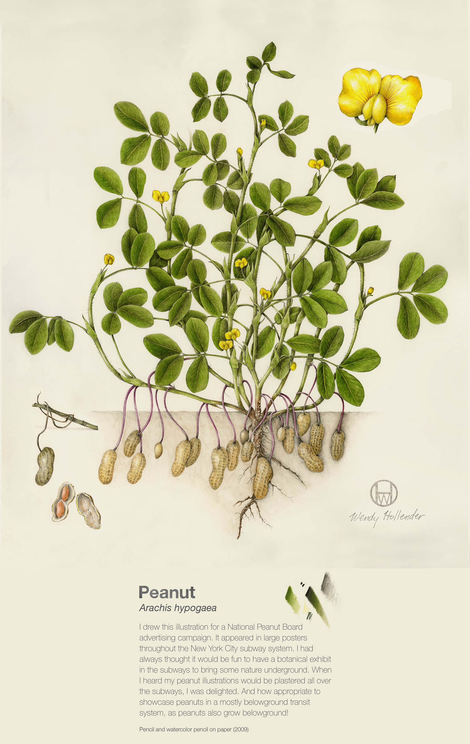 Peanut - Arachis hypogaea