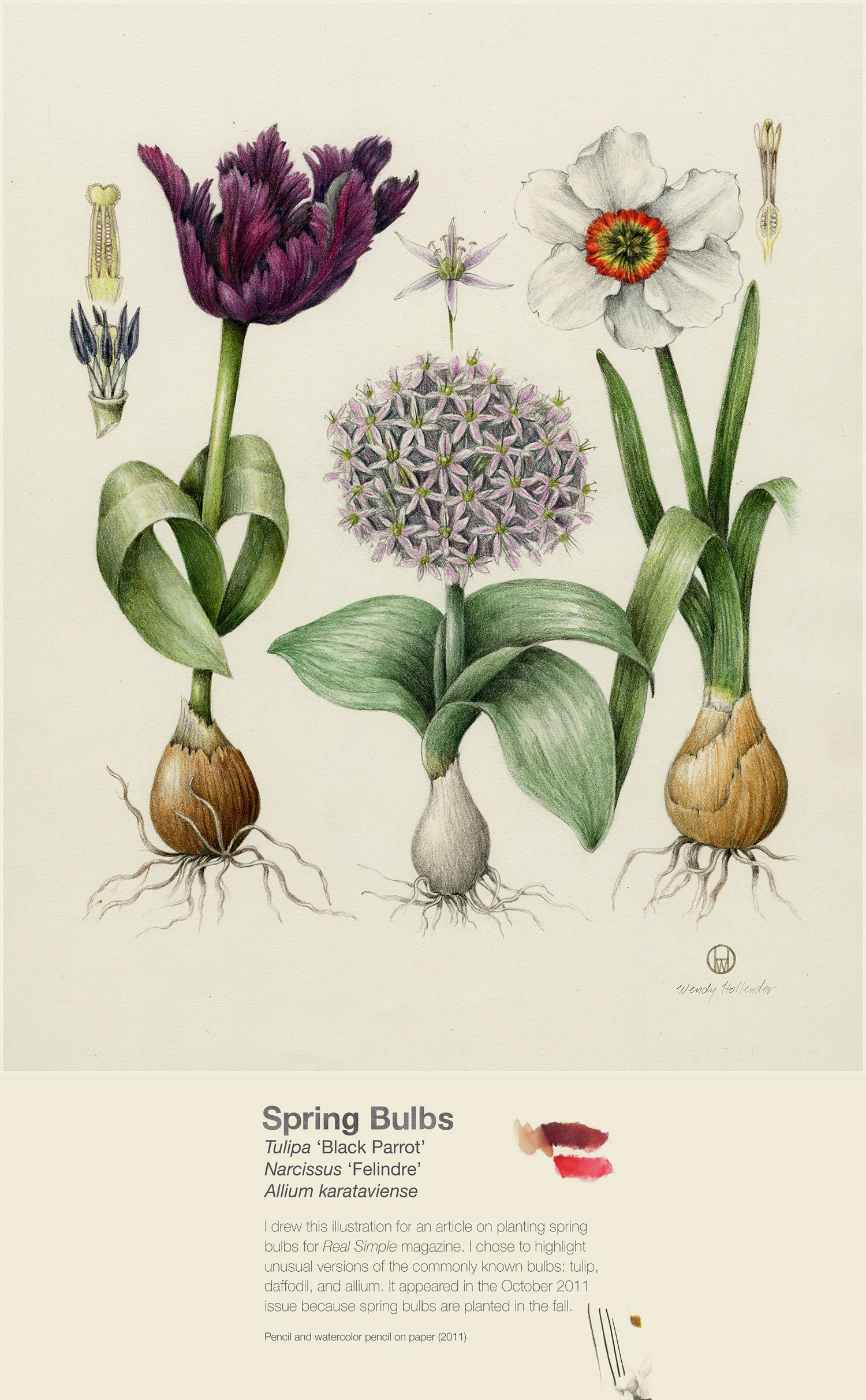 Spring Bulbs - Tulipa 'Black Parrot', Narcissus 'Felindre', Allium karataviense