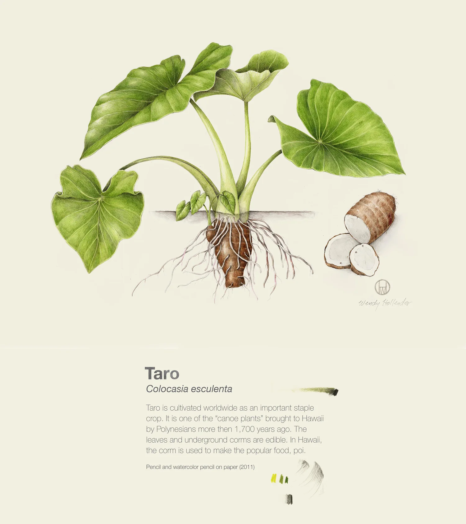 Taro - Colocasia esculenta