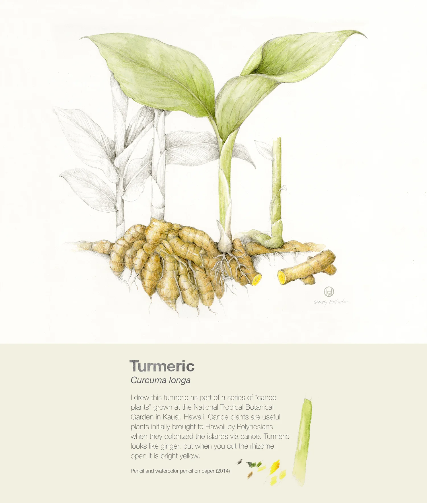 Turmeric - Curcuma longa
