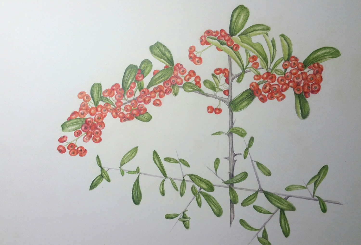 Susan Lofthouse-Meade