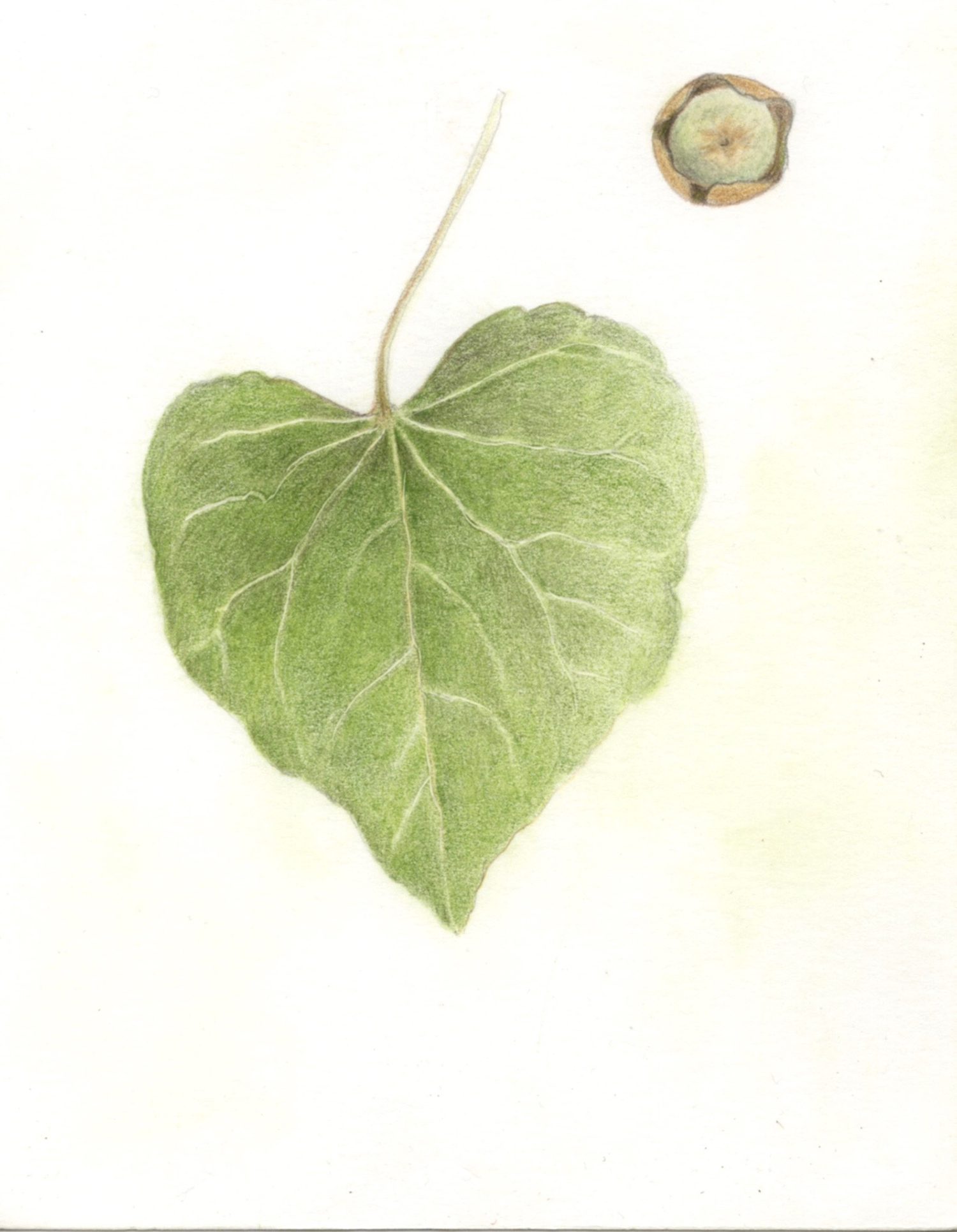 Vimala Steadman