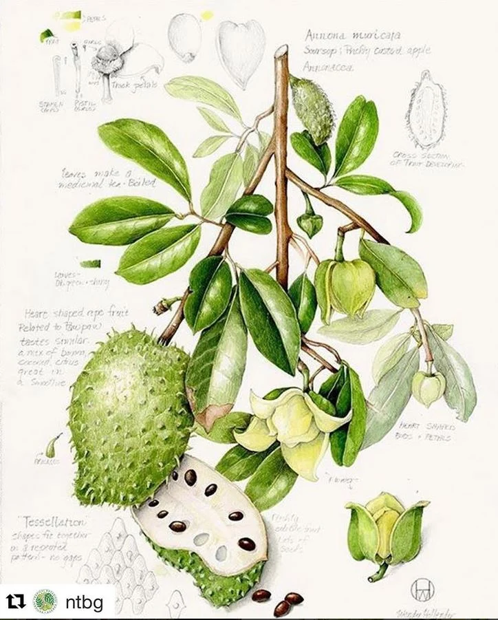 soursop.JPG