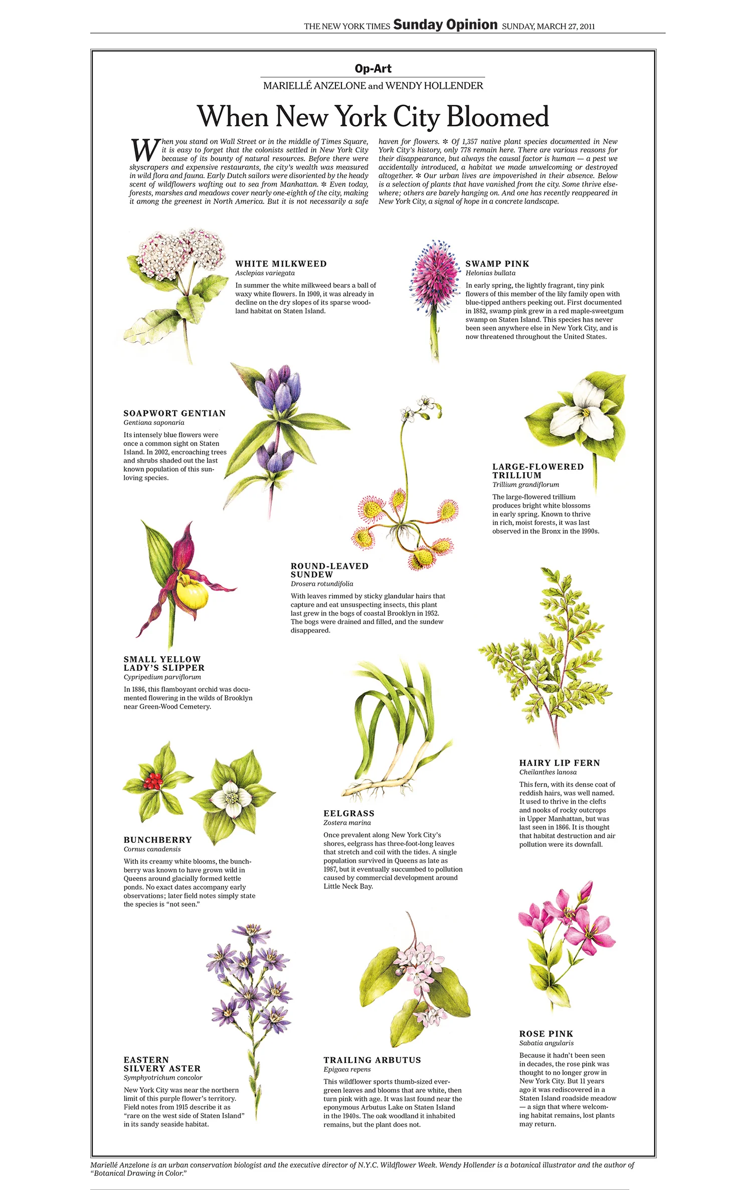 New York Times 2011