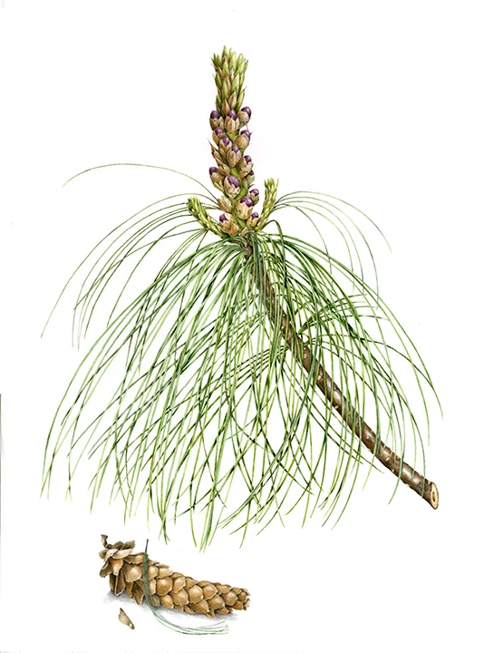 Himalayan Pine - Pinus wallichiana