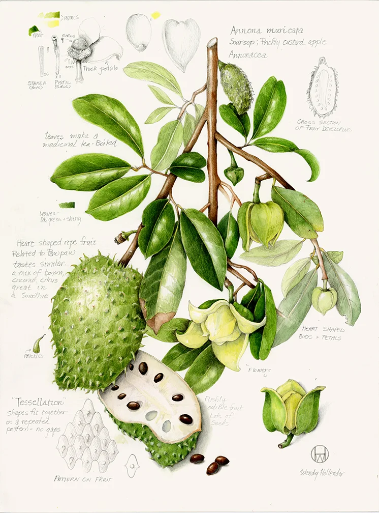 Soursop - Annona muricata
