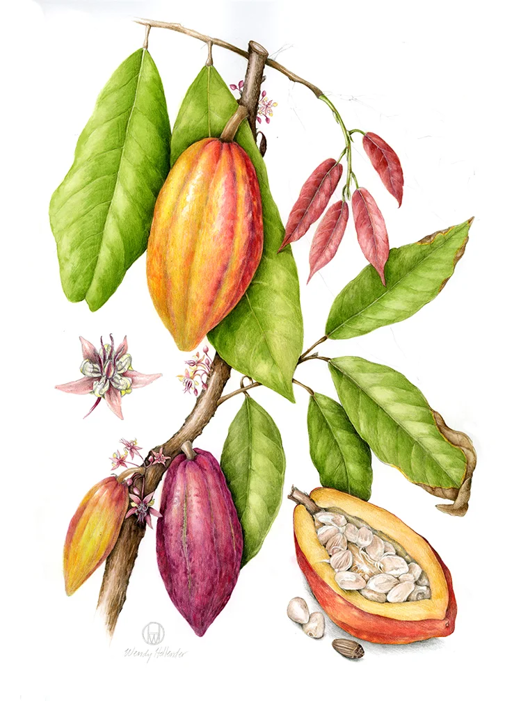 Cacao - Theobroma cacao