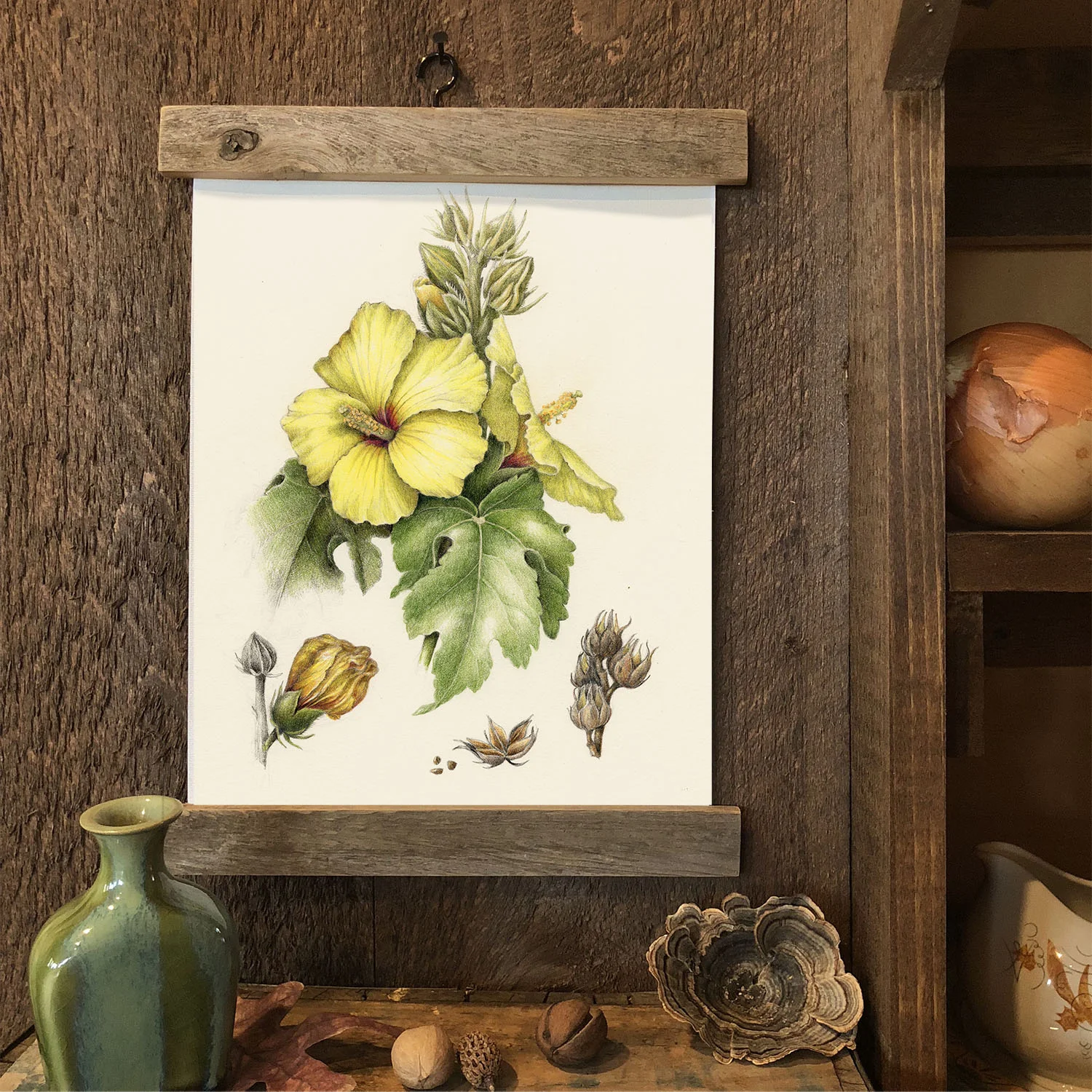 Hibiscus Brackenridgei