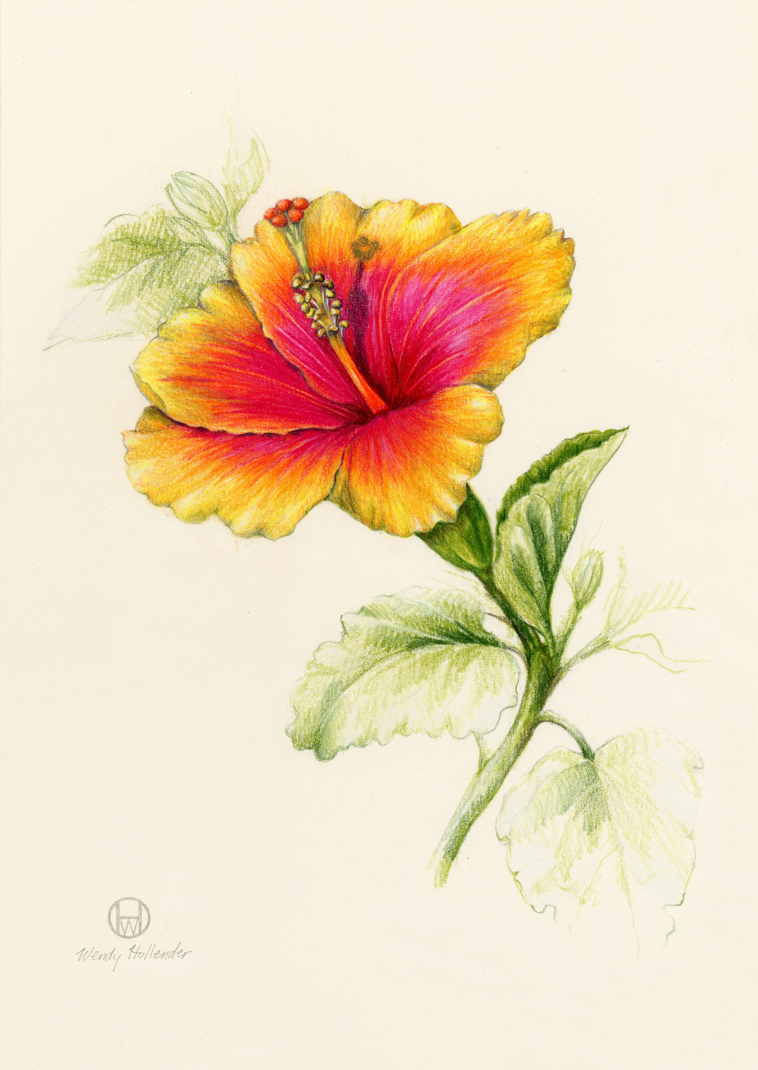 Flowers Gallery — Botanical Artist & Illustrator, Learn to draw Art ...