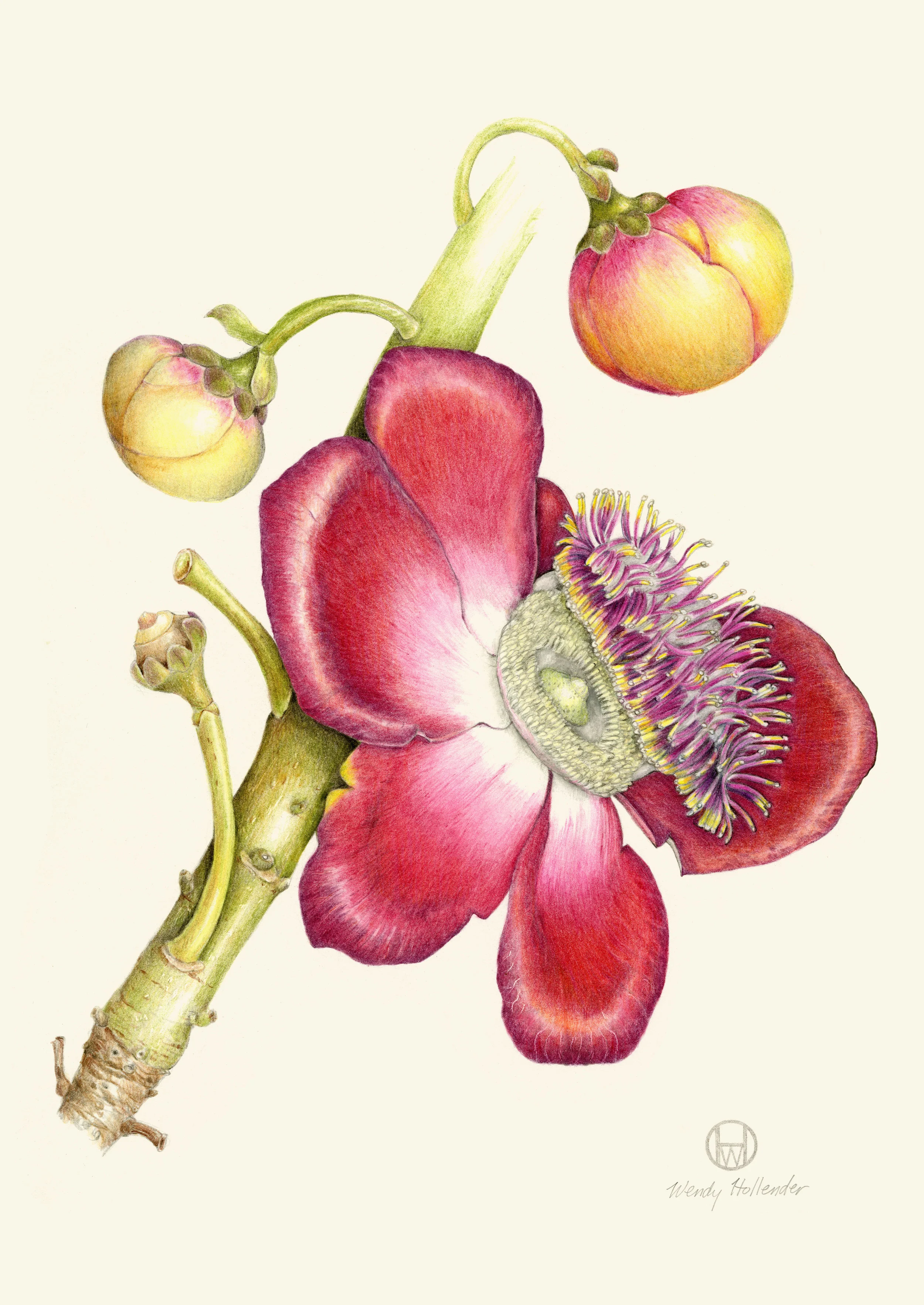 Cannonball Flower - Couroupita guianensis