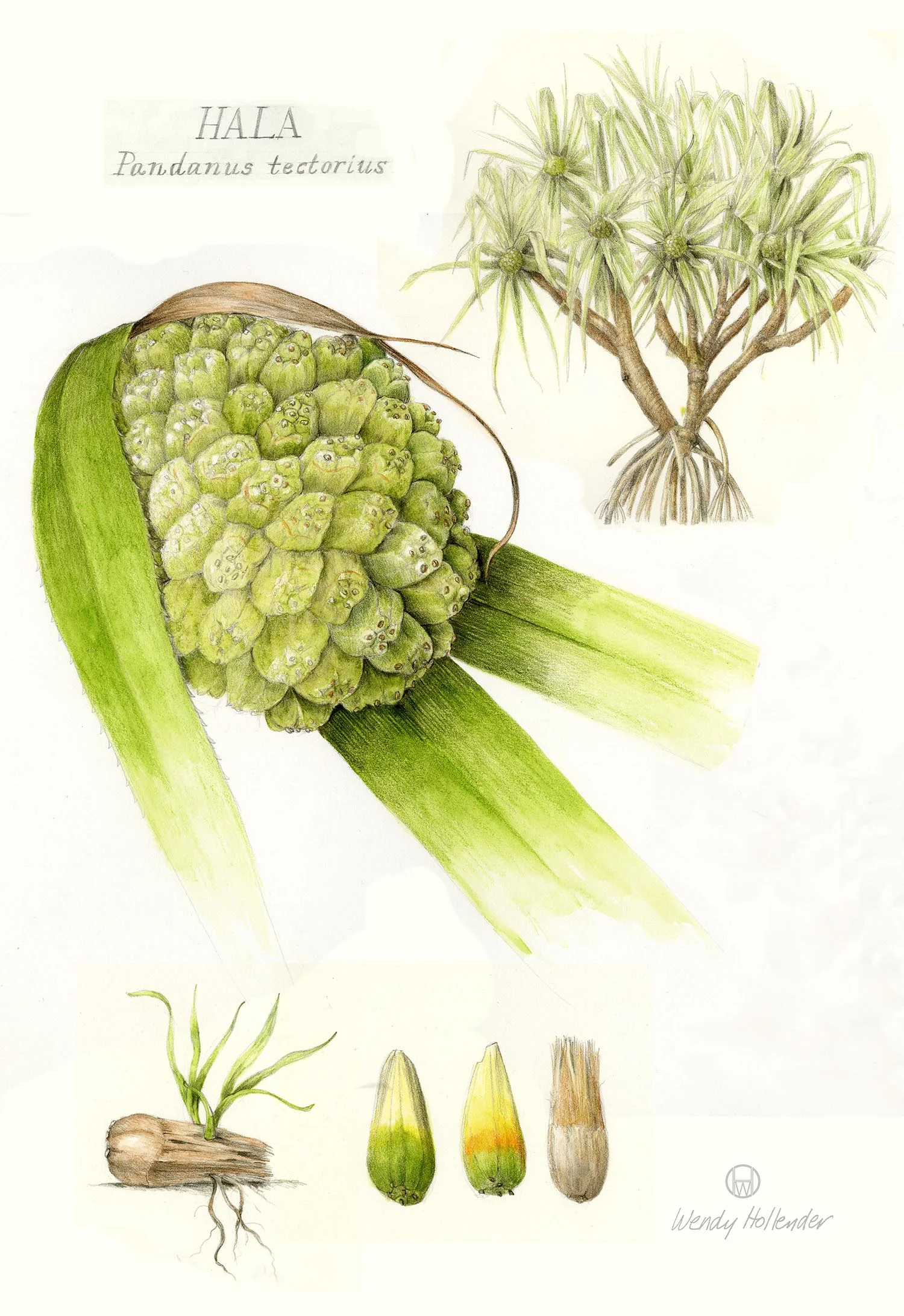 Hala - Pandanus tectorius