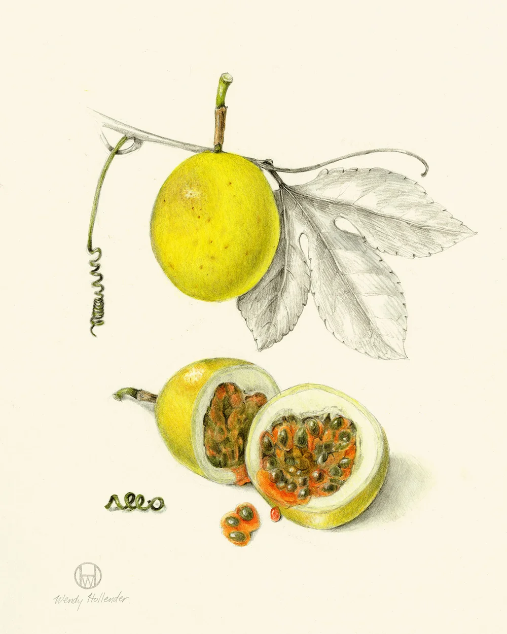 Botanical Illustration Fruit