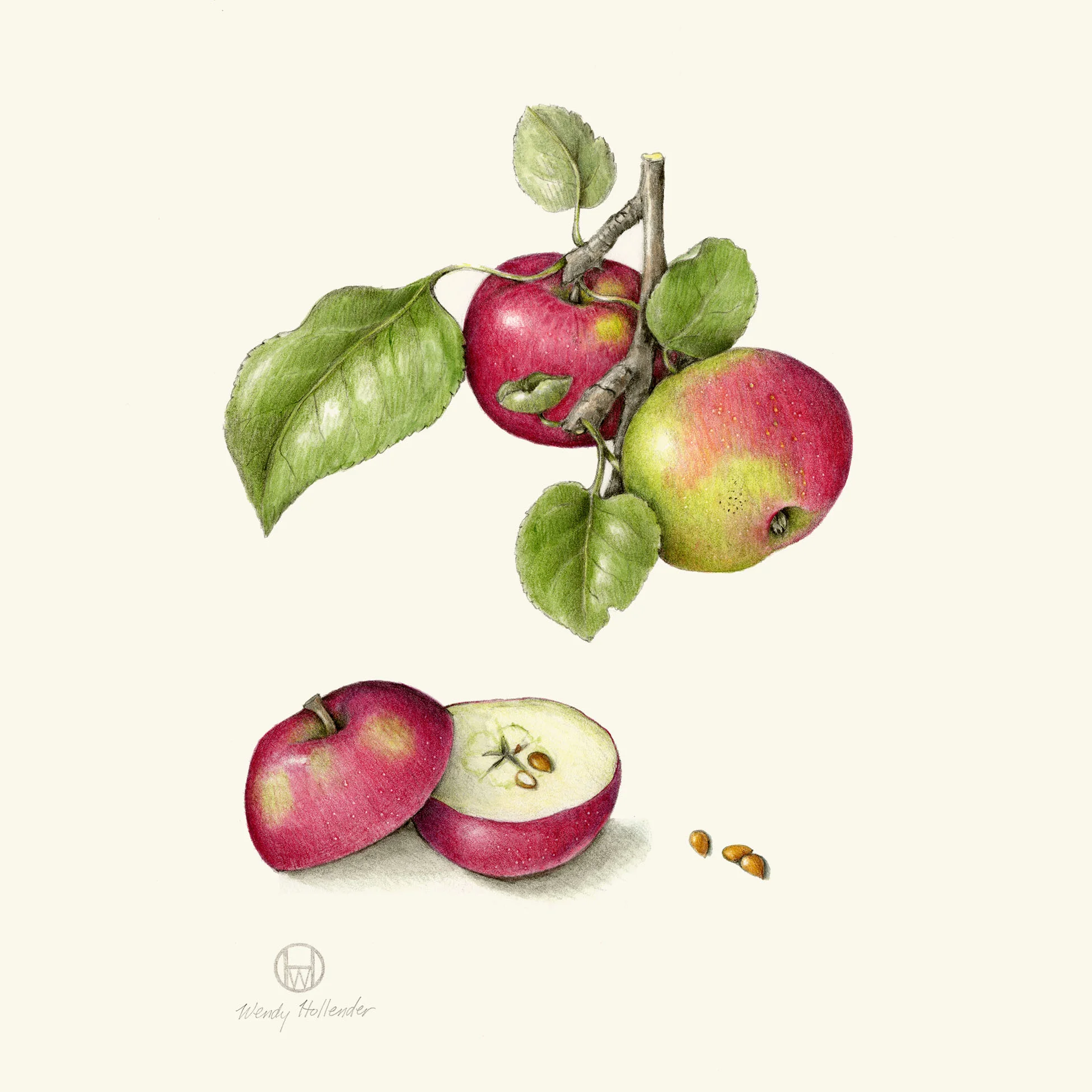 Tideman apple - Malus