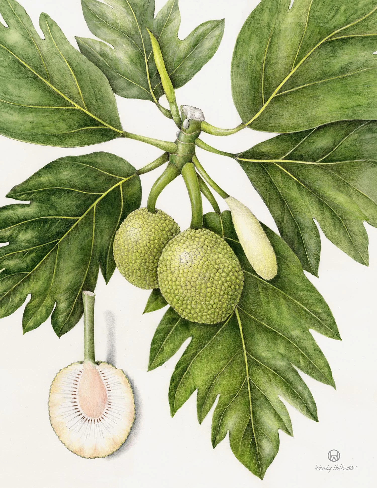 Breadfruit