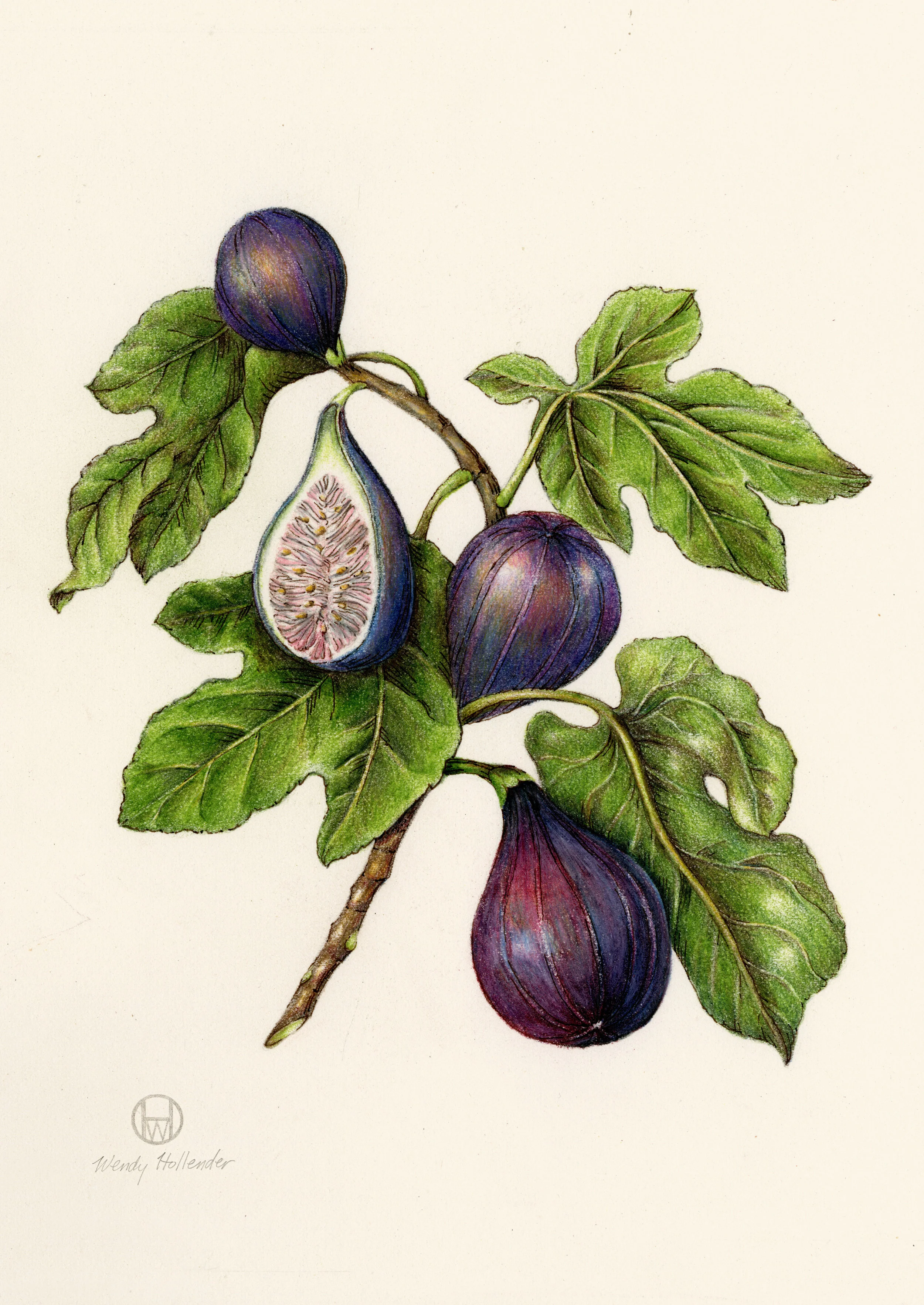 Fig