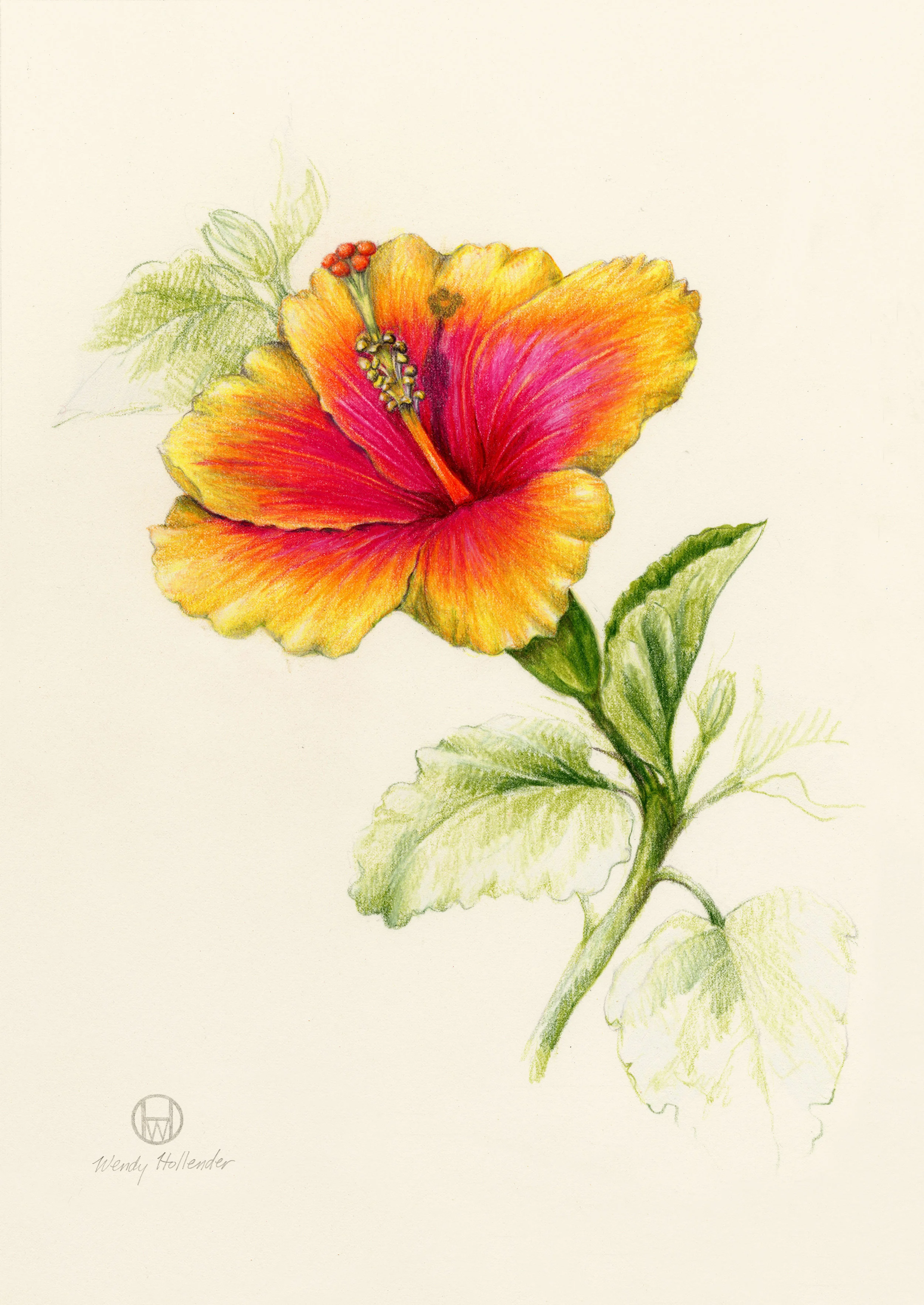 Hibiscus Yellow Pink