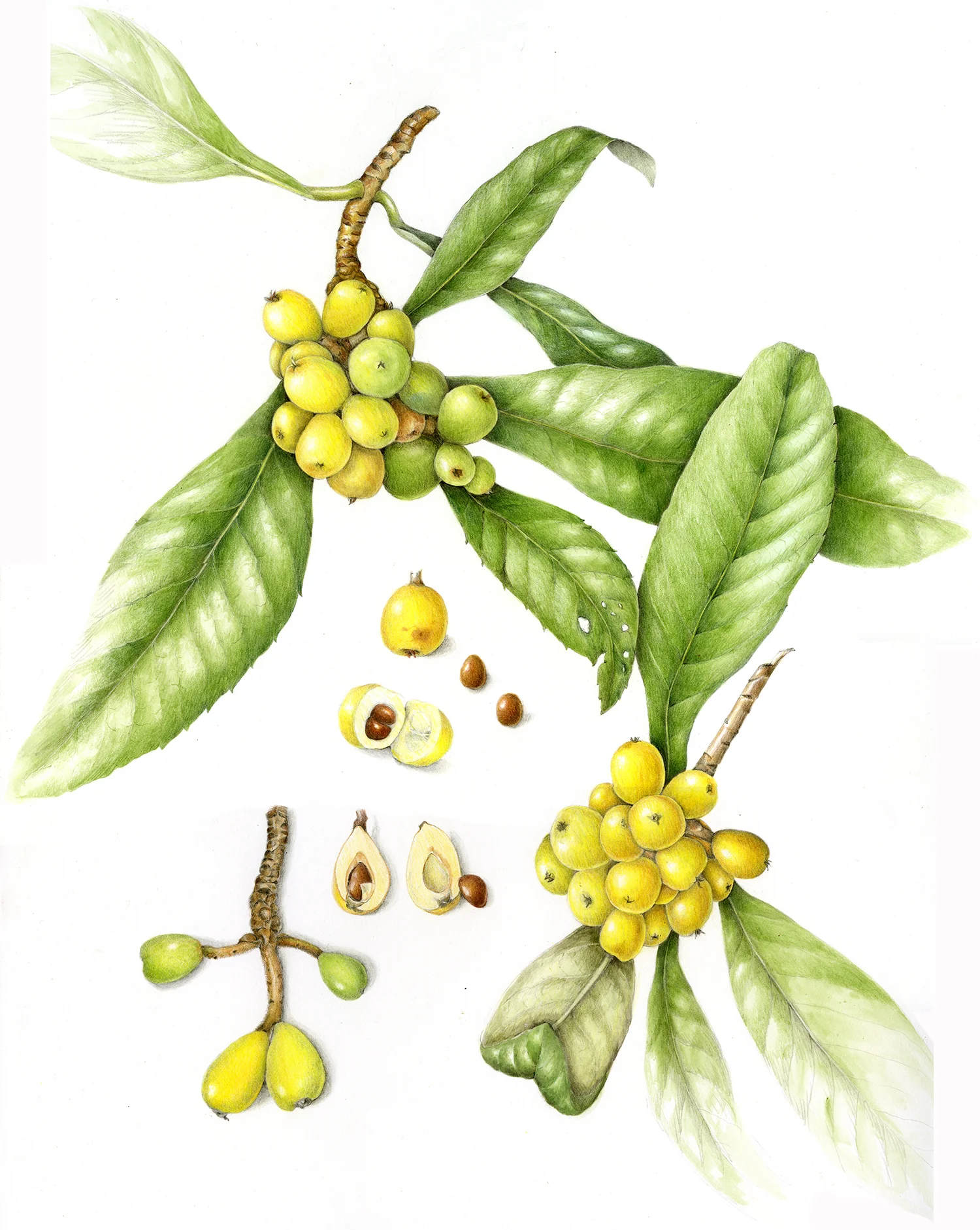 Loquat